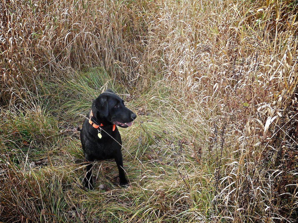 Black Lab Duck Hunting Wallpapers Wallpaper Cave
