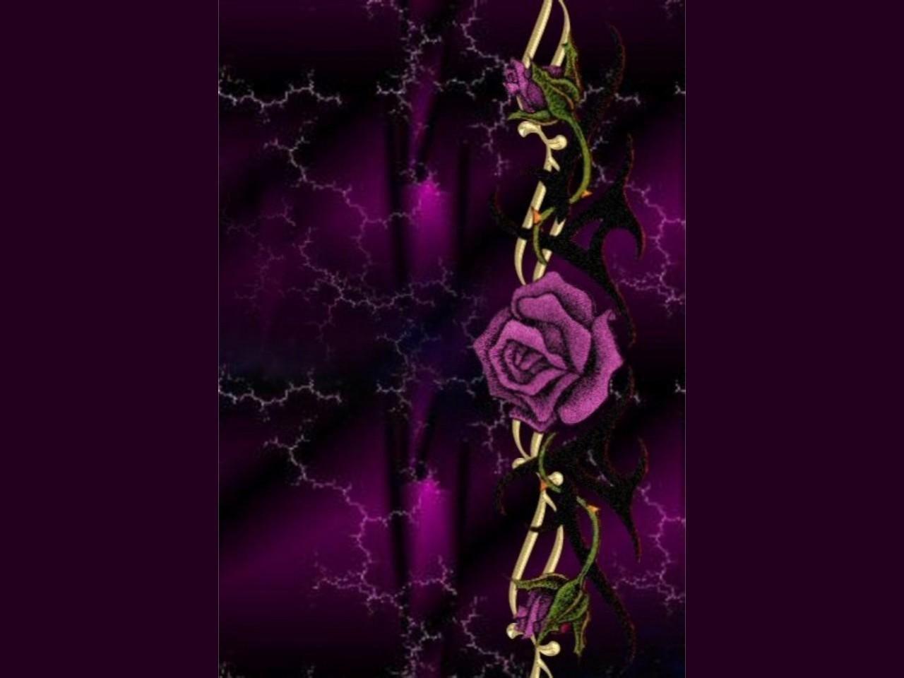 Purple And Black Roses Wallpapers Wallpaper Cave