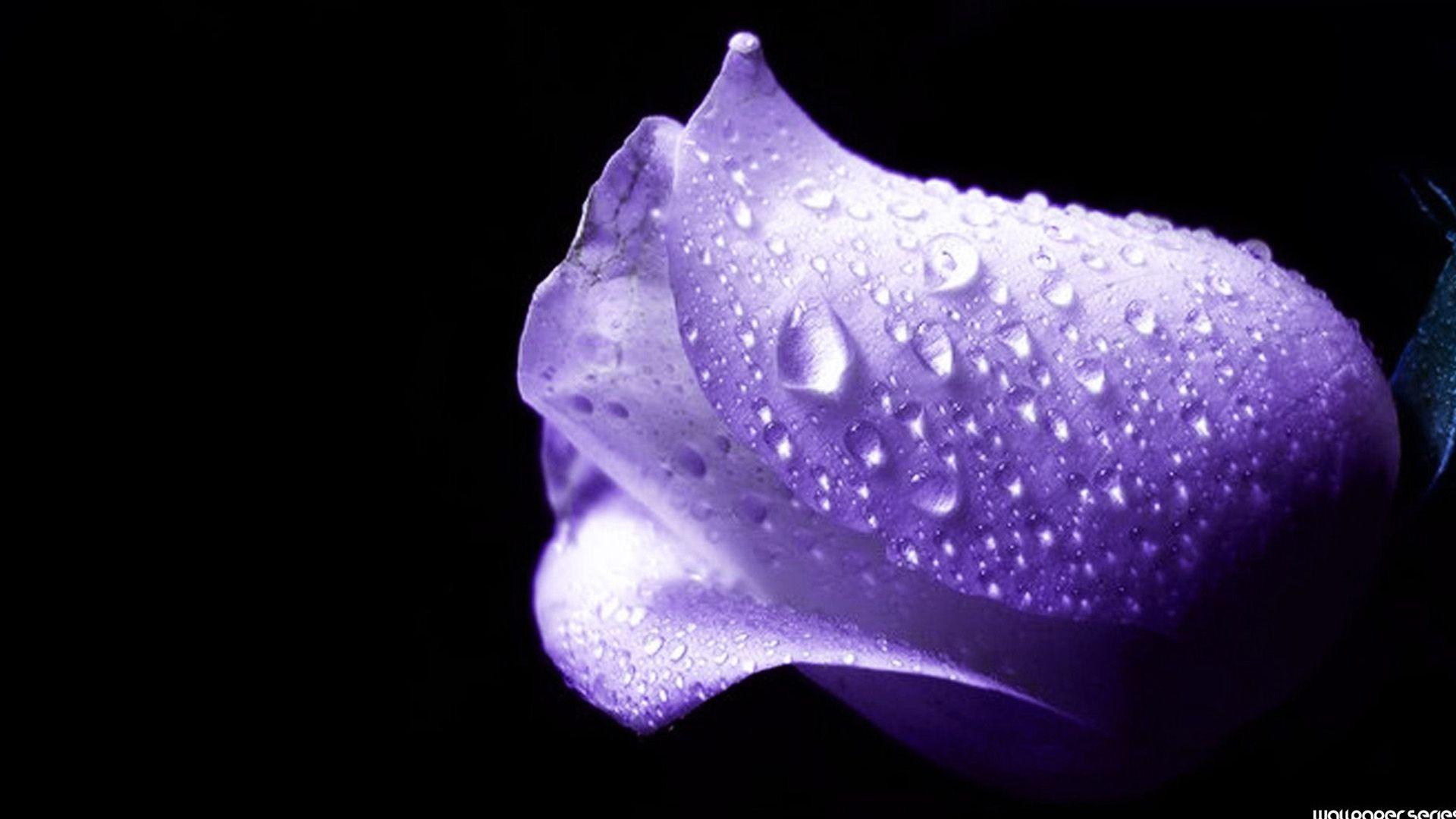 Purple And Black Roses Wallpapers Wallpaper Cave