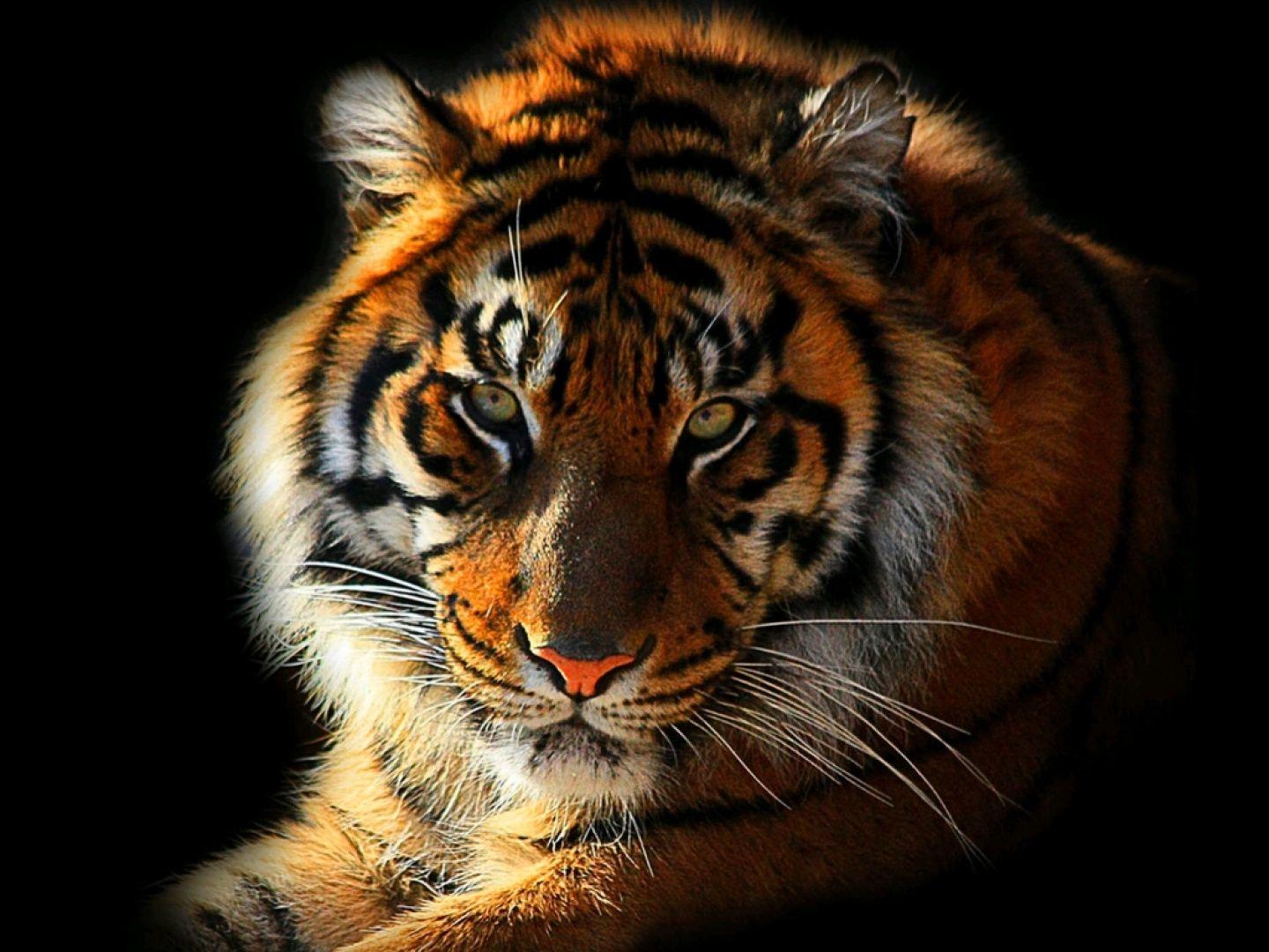 Wallpapers Harimau Wallpaper Cave