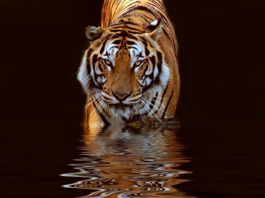 Wallpapers Harimau Wallpaper Cave