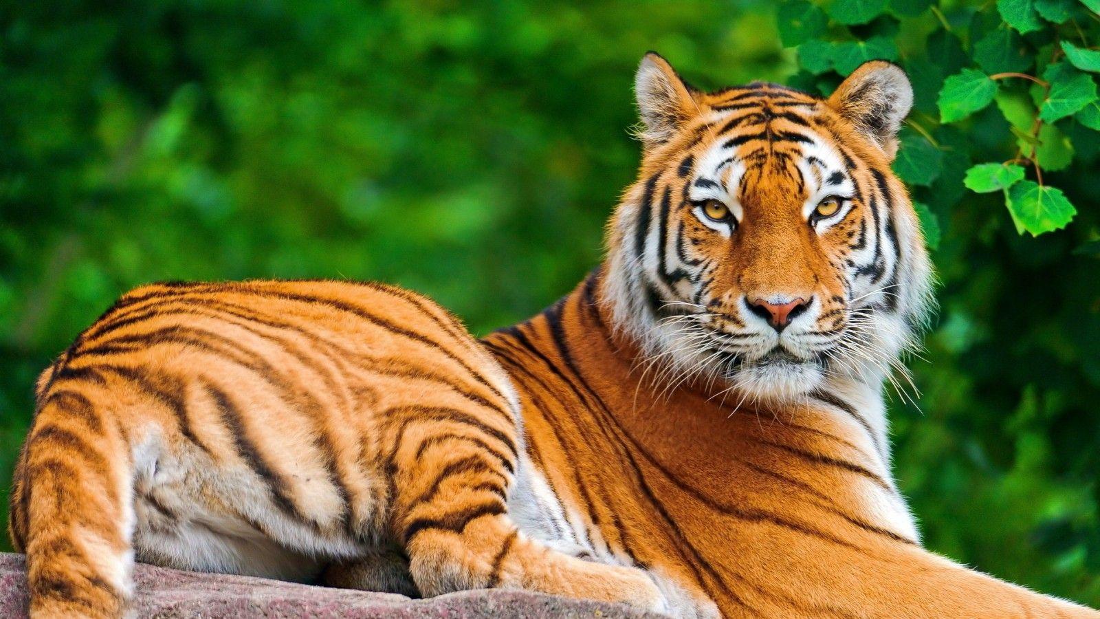 Wallpapers Harimau Wallpaper Cave