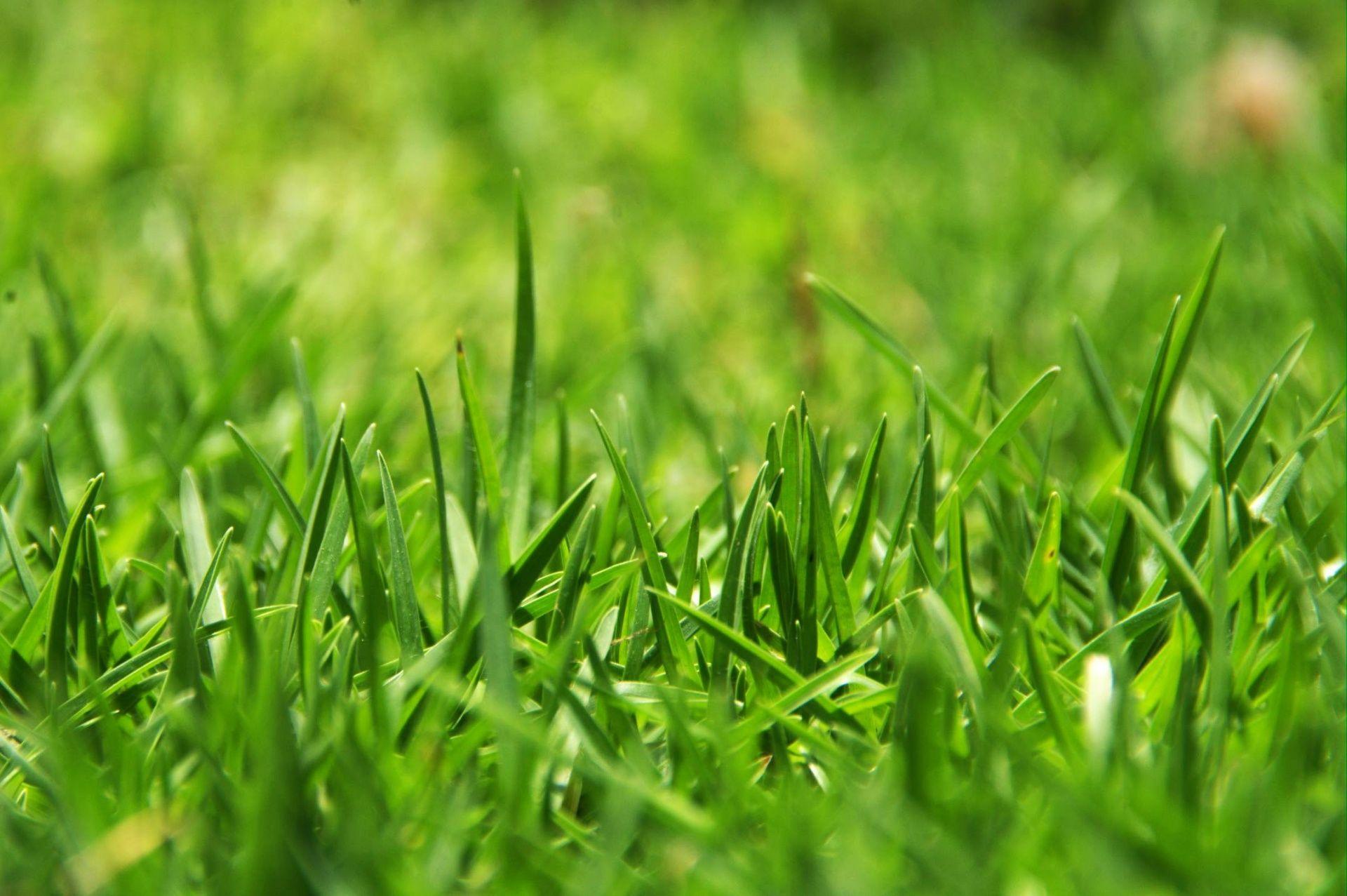 Green Grass Backgrounds Wallpaper Cave