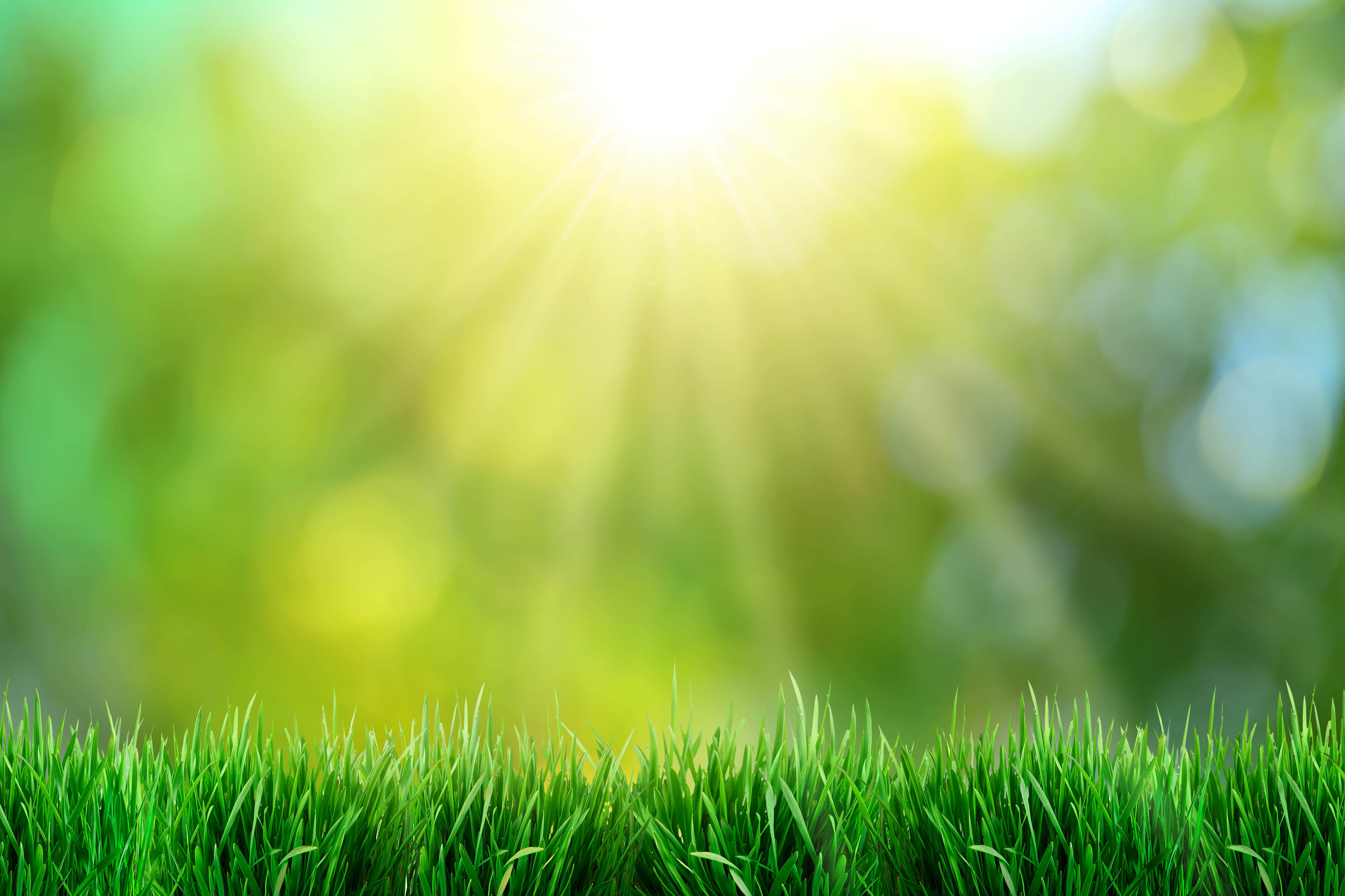 Green Grass Backgrounds Wallpaper Cave