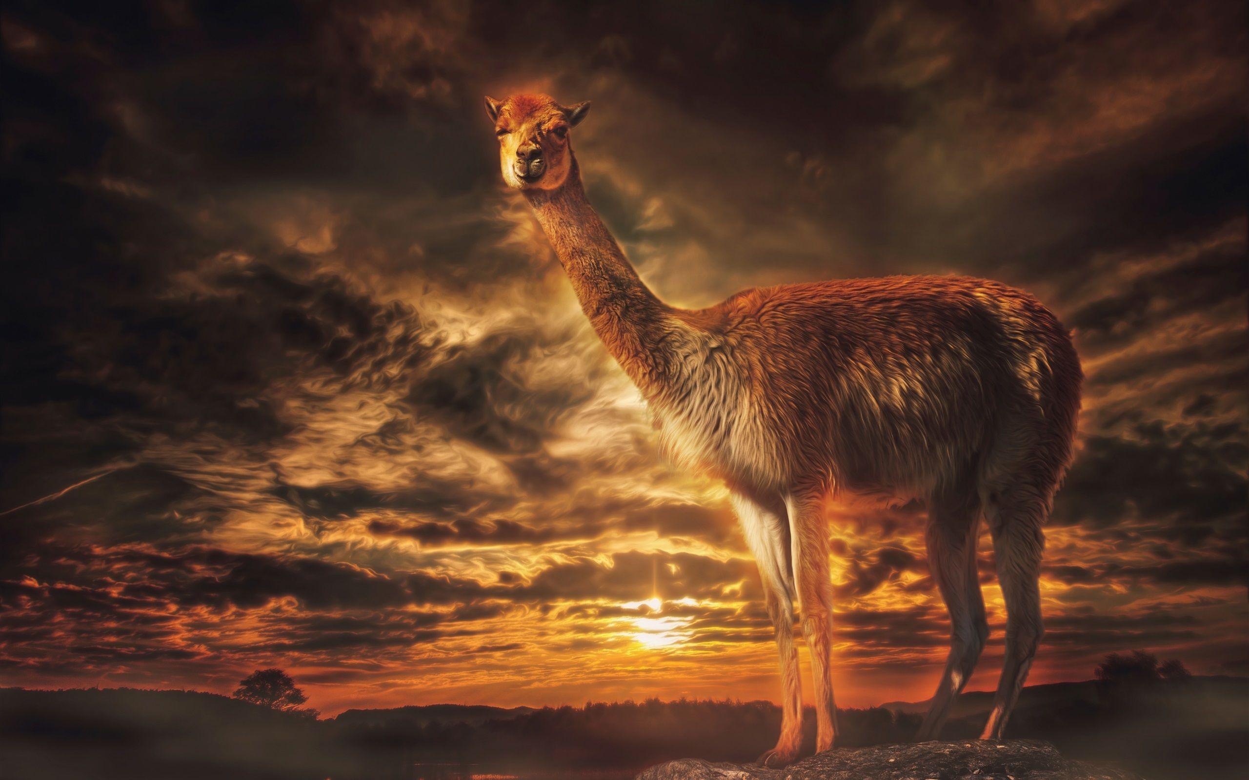 Llamas Wallpapers 1080p Wallpaper Cave