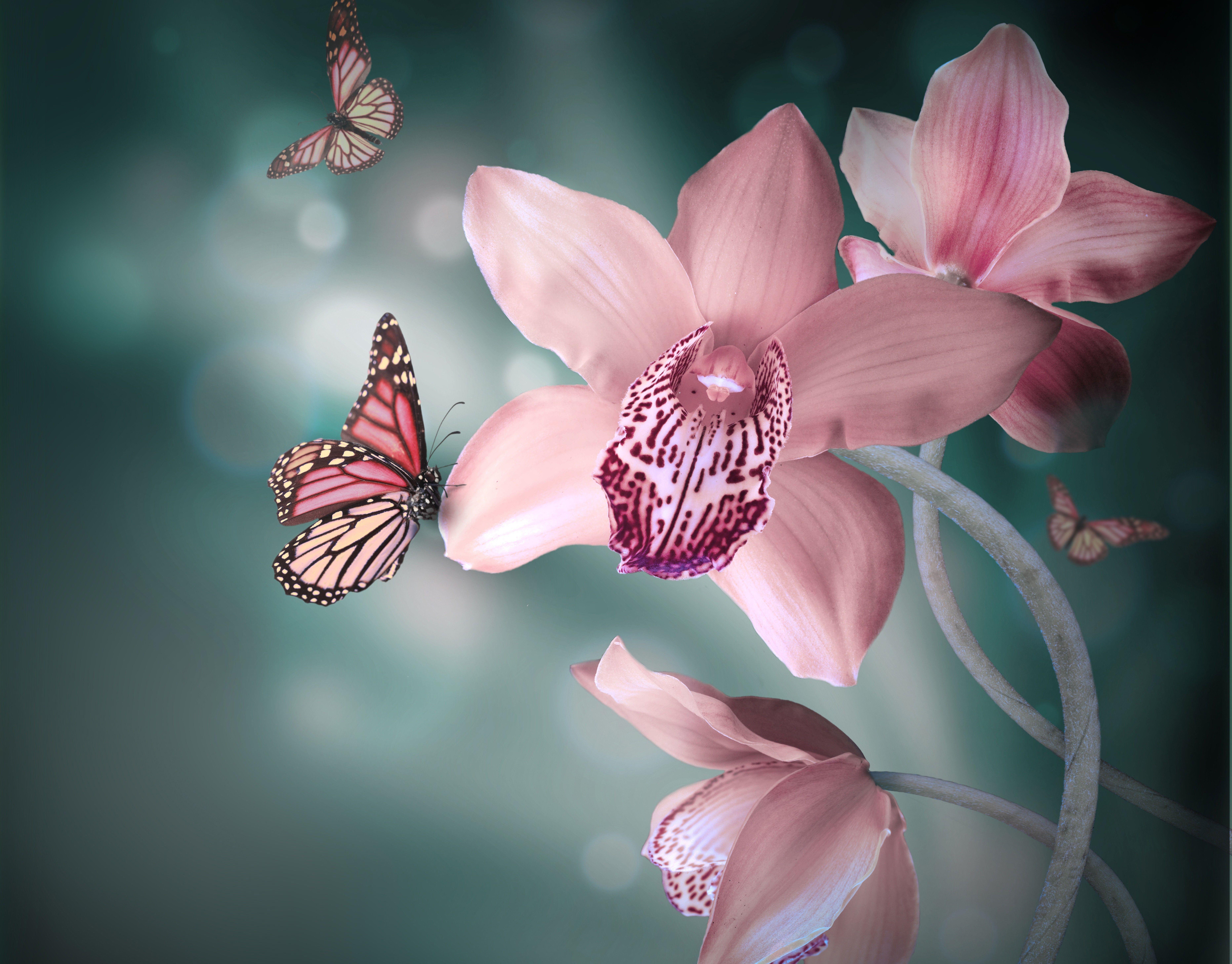 Orchidee Wallpapers Wallpaper Cave