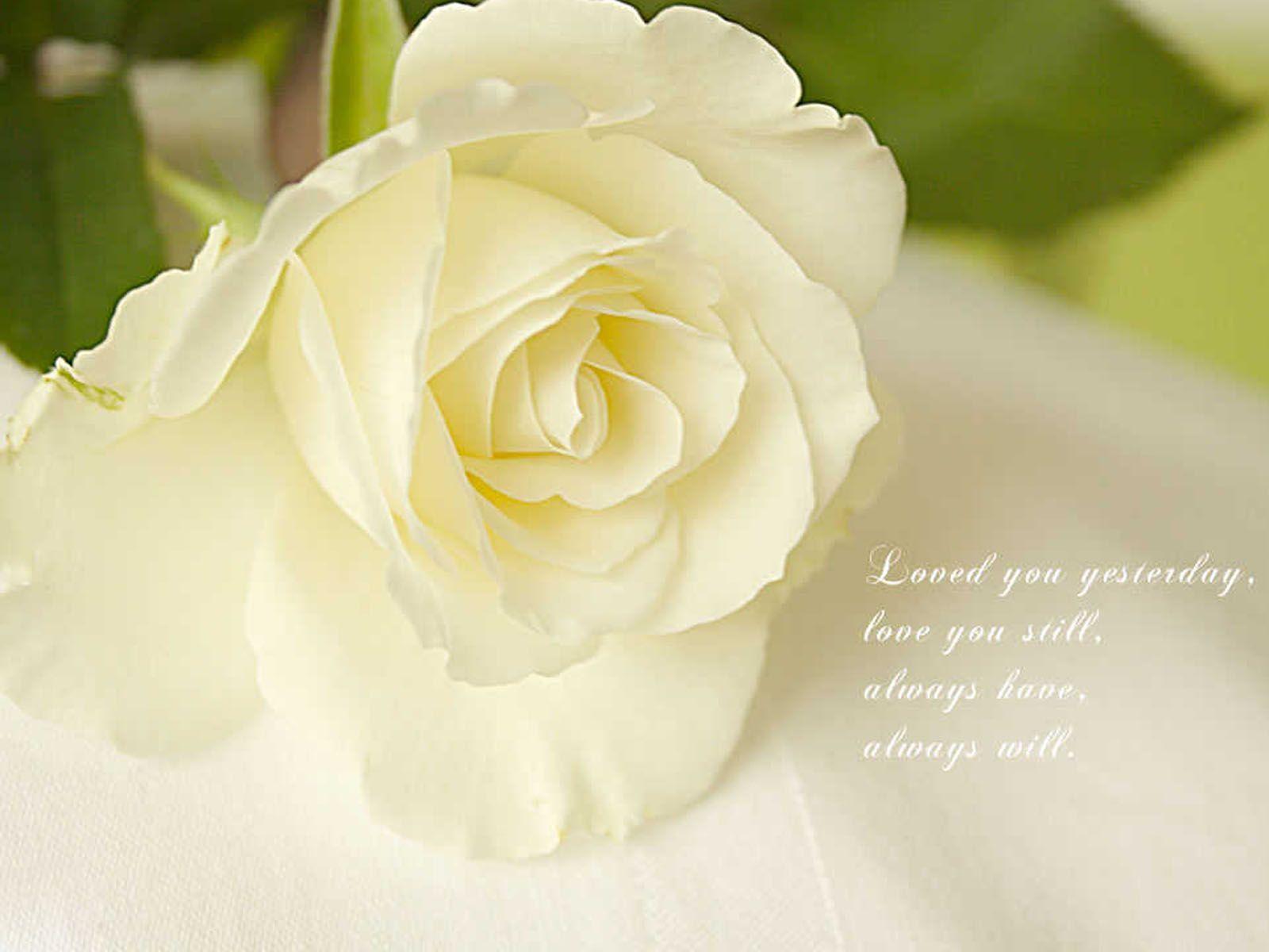 White Rose Love Wallpapers Wallpaper Cave