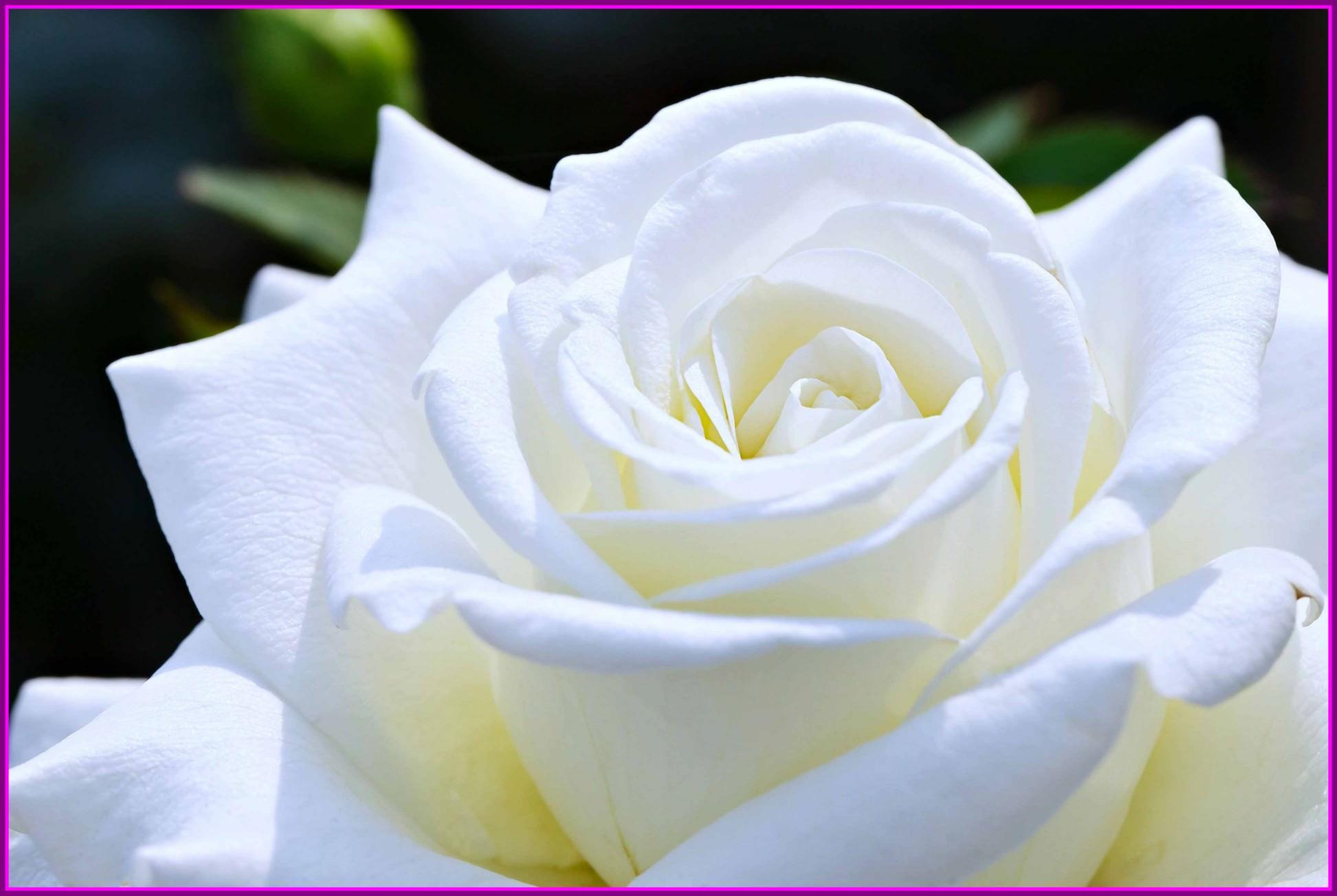 White Rose Love Wallpapers Wallpaper Cave