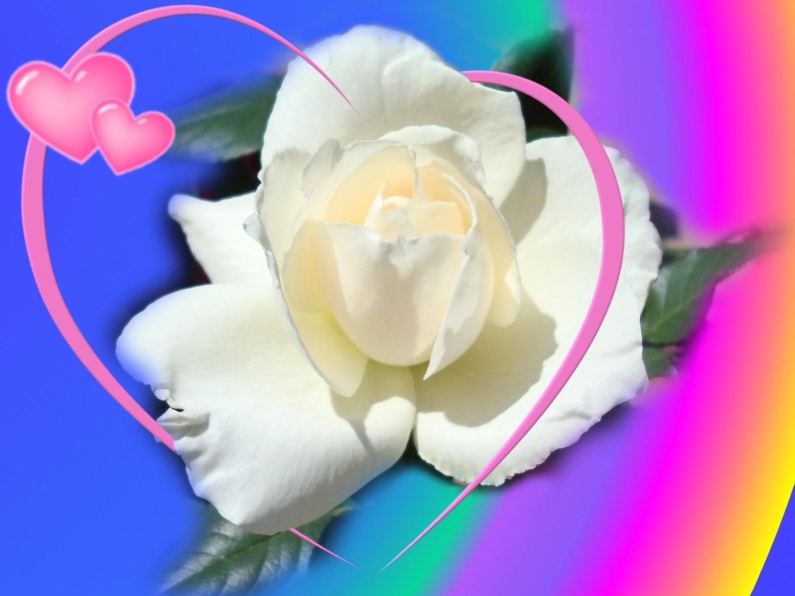 White Rose Love Wallpapers Wallpaper Cave