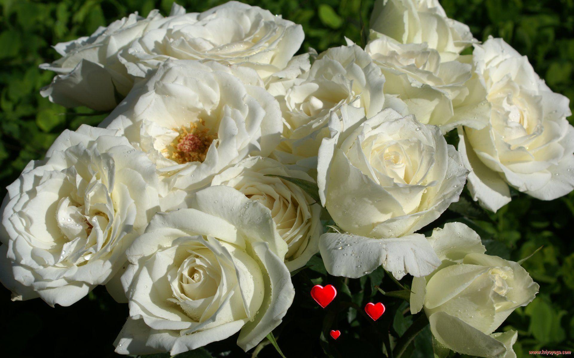 White Rose Love Wallpapers Wallpaper Cave