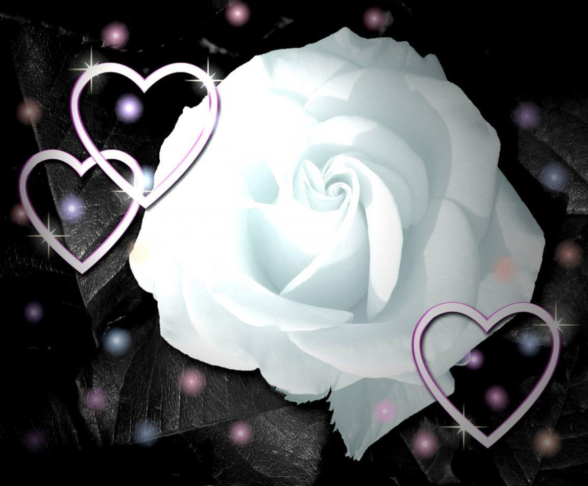 White Rose Love Wallpapers Wallpaper Cave