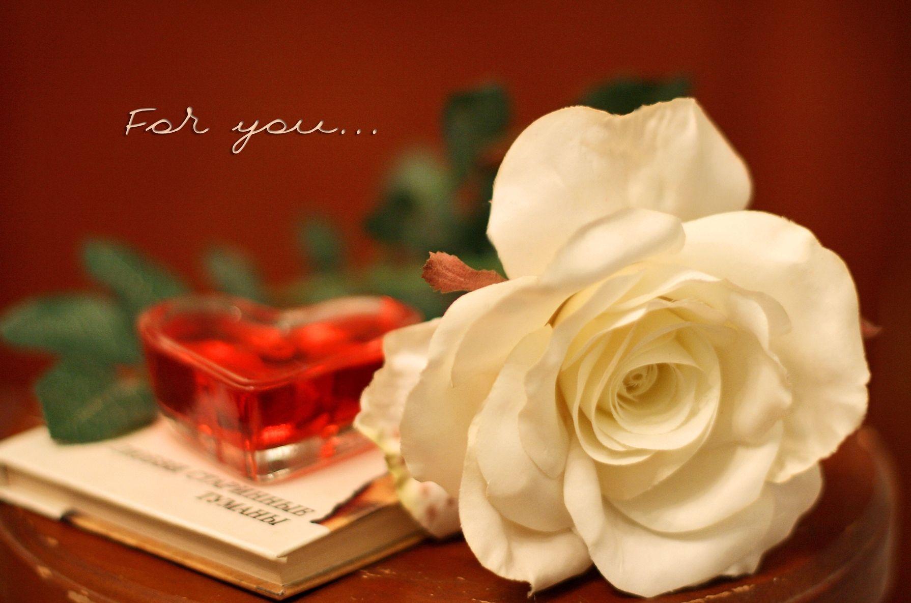 White Rose Love Wallpapers Wallpaper Cave