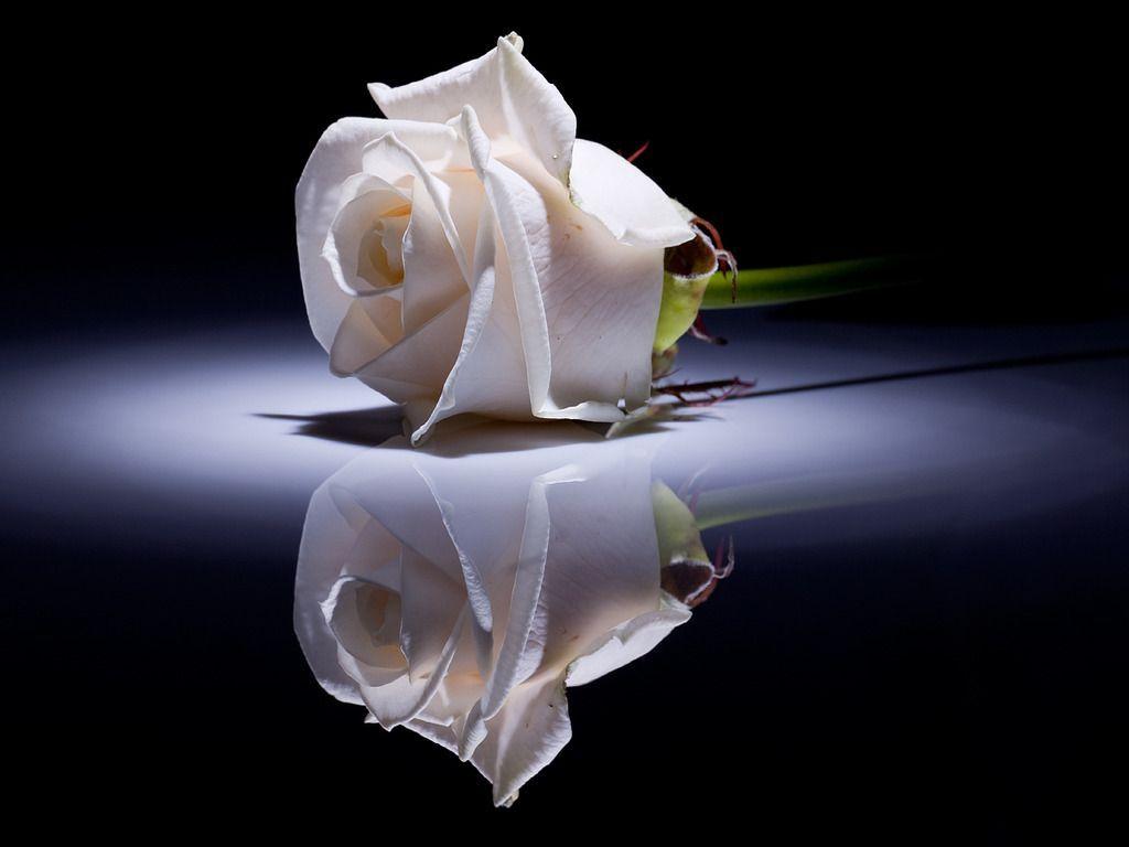 White Rose Love Wallpapers Wallpaper Cave