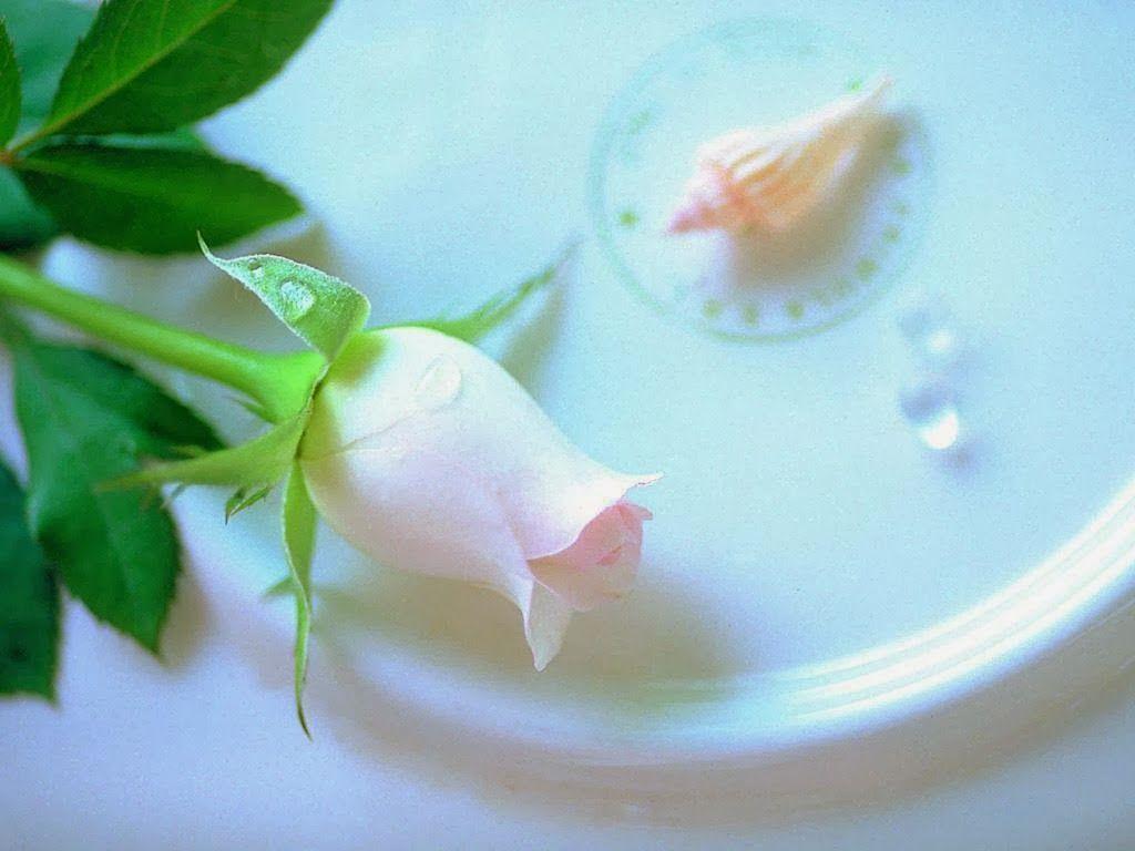 White Rose Love Wallpapers Wallpaper Cave