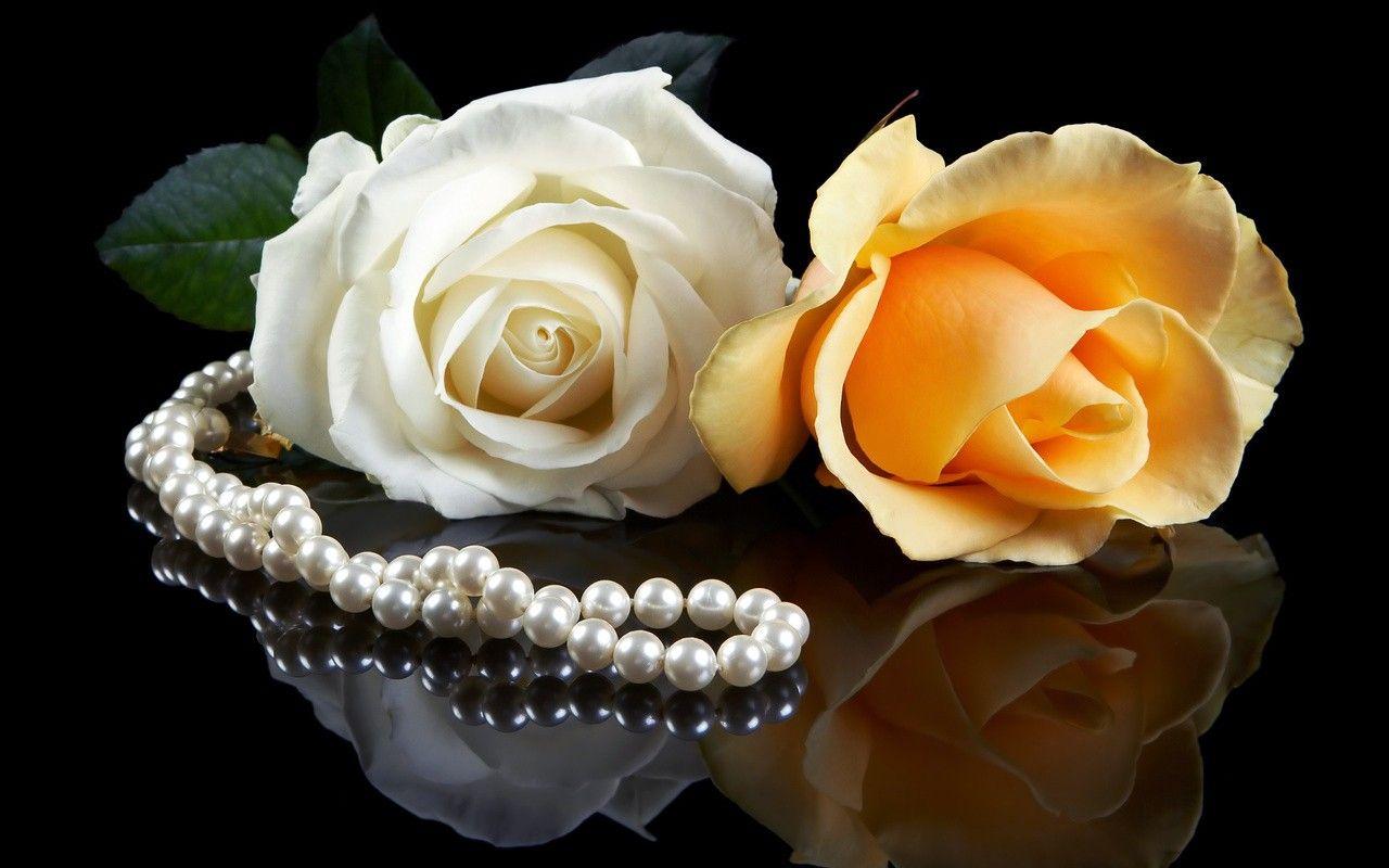 White Rose Love Wallpapers Wallpaper Cave