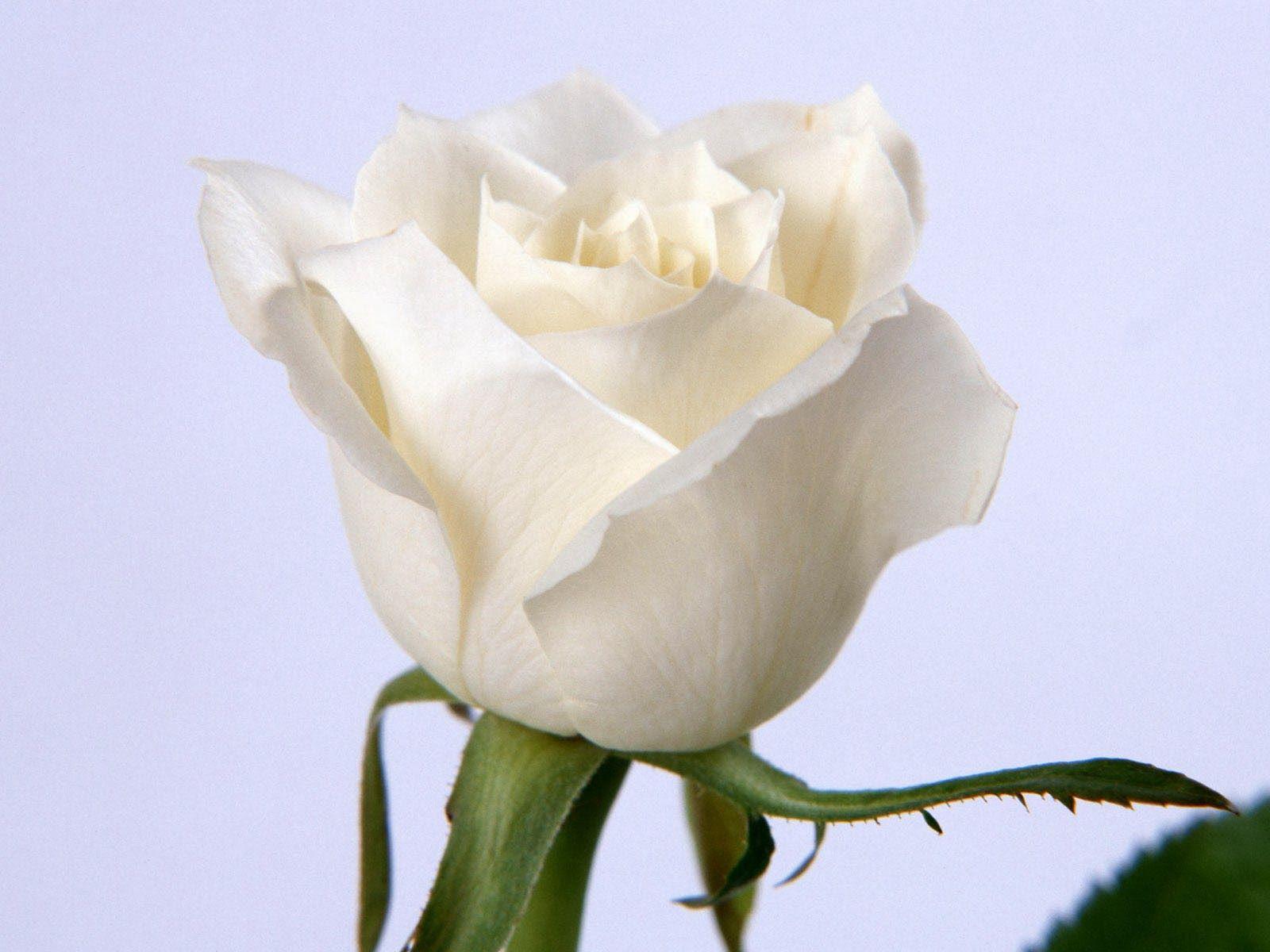 White Rose Love Wallpapers Wallpaper Cave