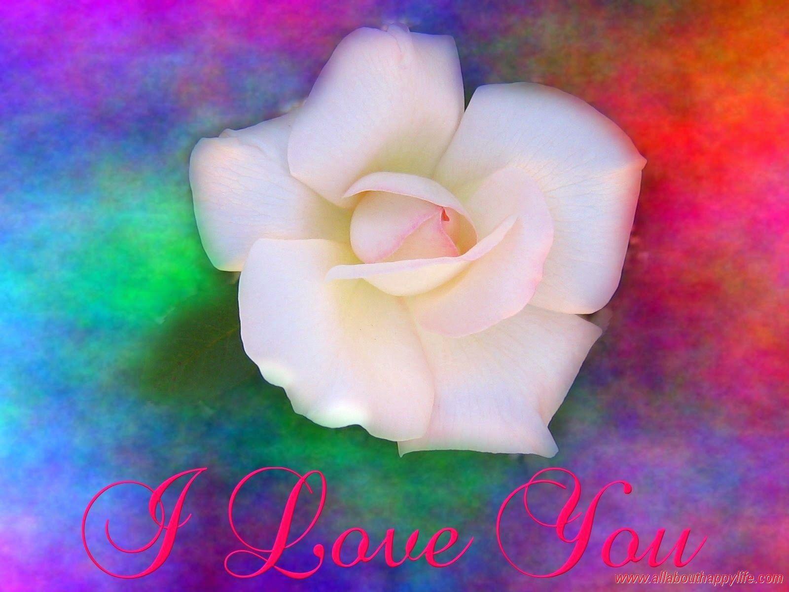 White Rose Love Wallpapers Wallpaper Cave