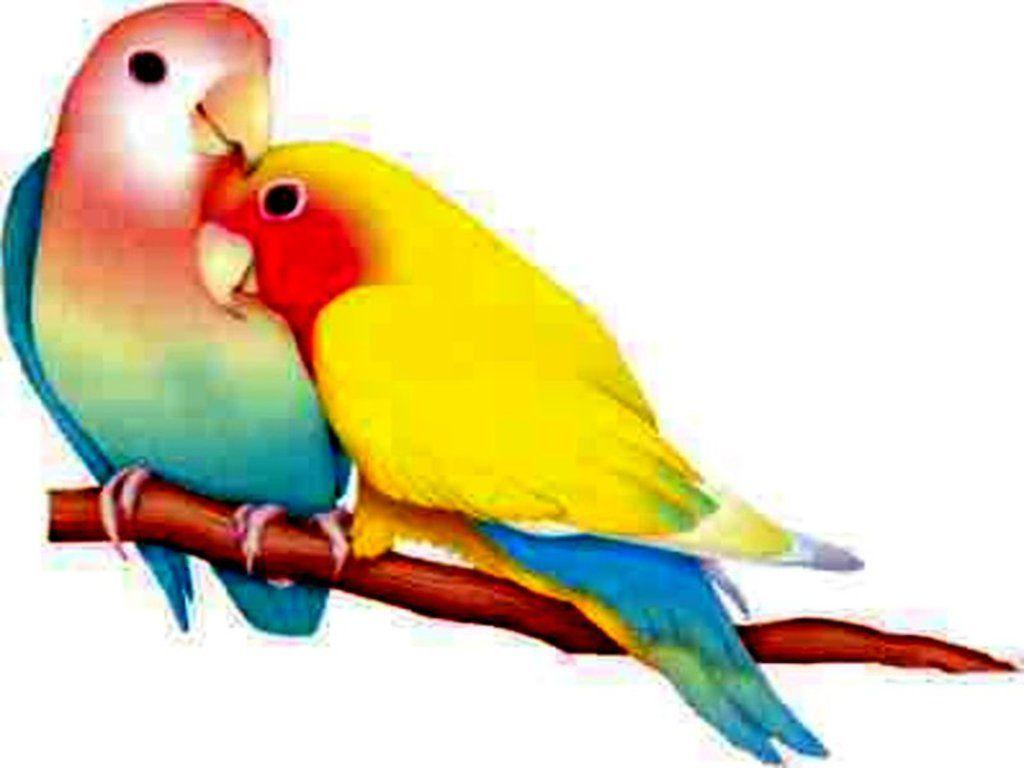 Mobile Phone Wallpapers Love BIRDS Wallpaper Cave
