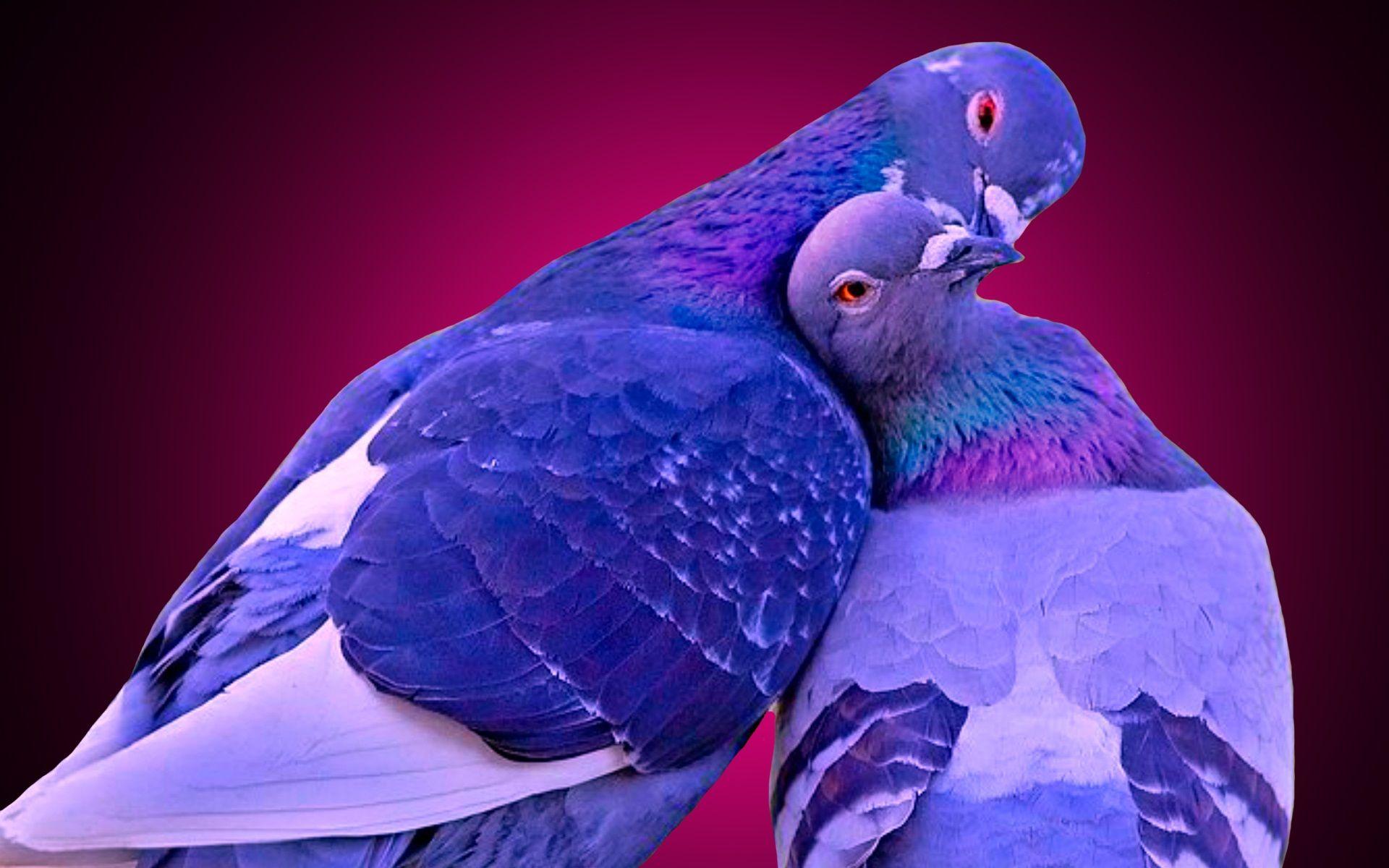 Mobile Phone Wallpapers Love BIRDS Wallpaper Cave