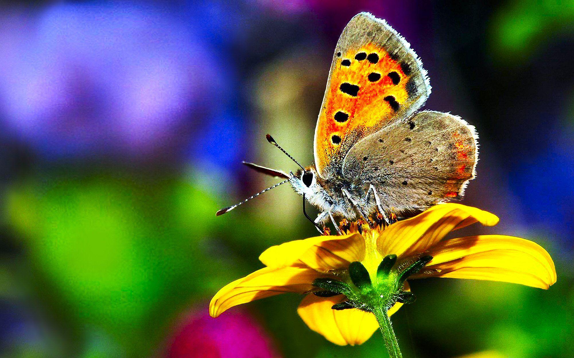 Butterfly Nature Wallpapers HD Wallpaper Cave
