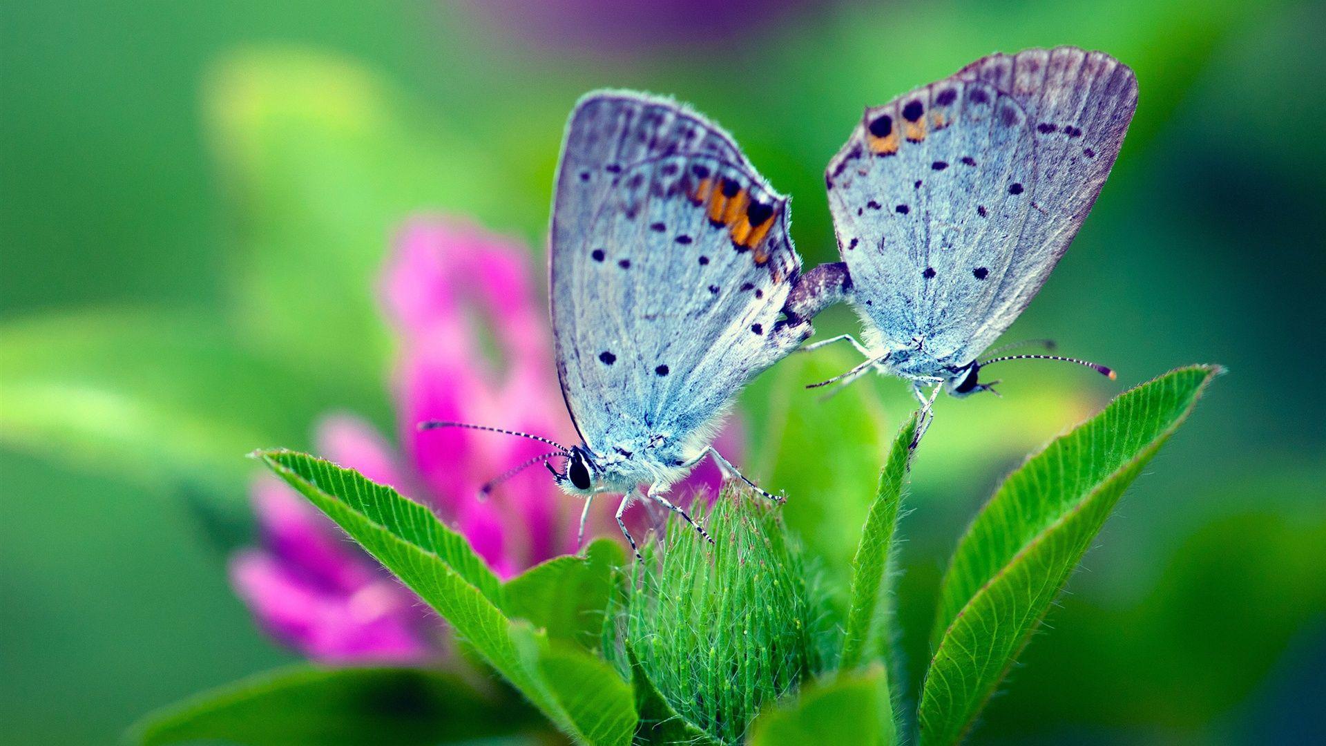Butterfly Nature Wallpapers HD Wallpaper Cave