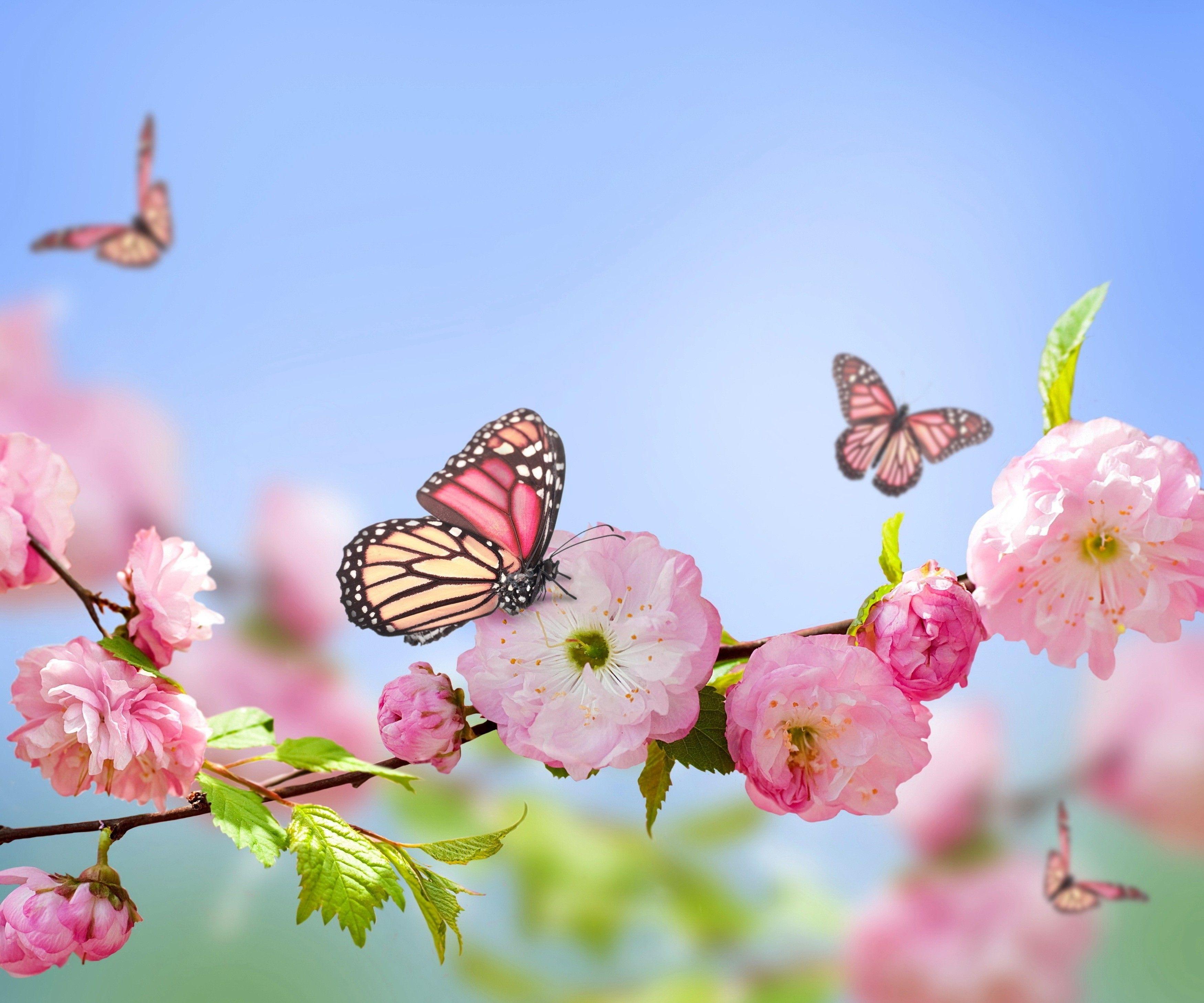 Butterfly Nature Wallpapers HD Wallpaper Cave