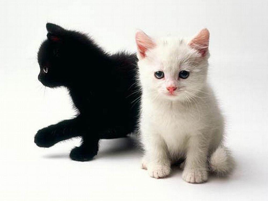 Cute Black And White Kittens Wallpapers Wallpaper Cave