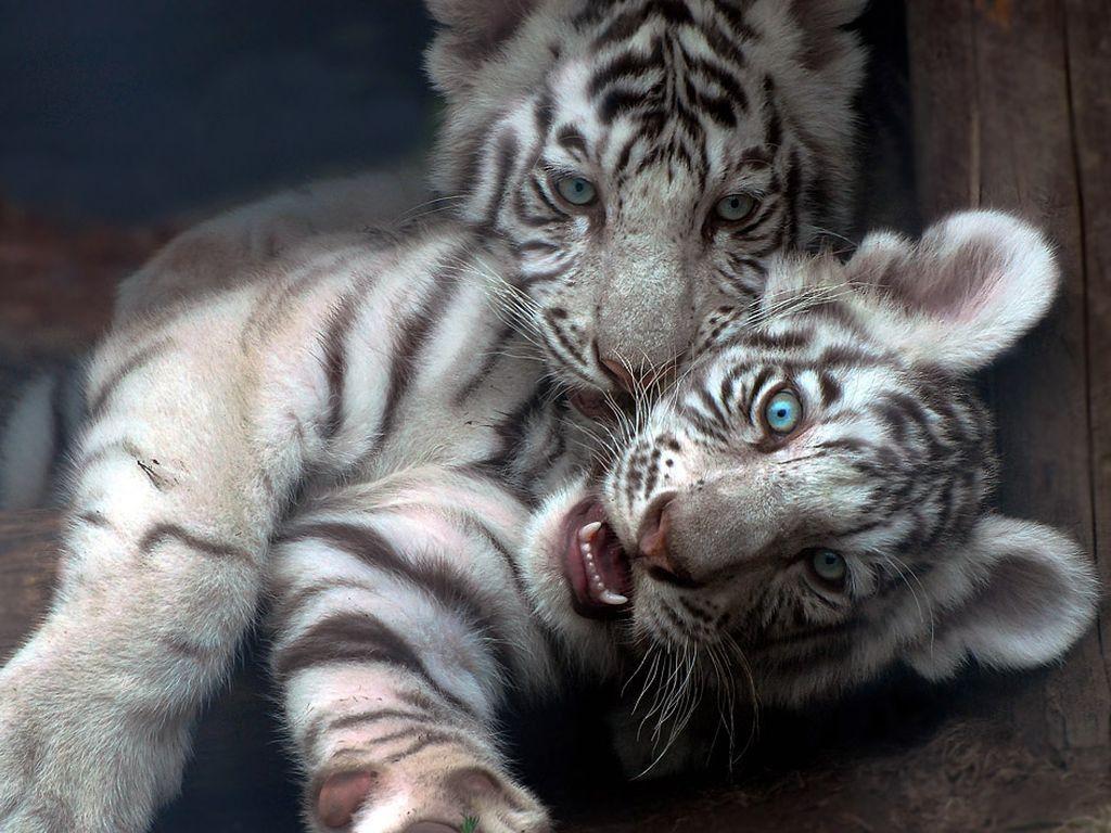 Wallpapers Baby Tiger Cute Wallpaper Cave