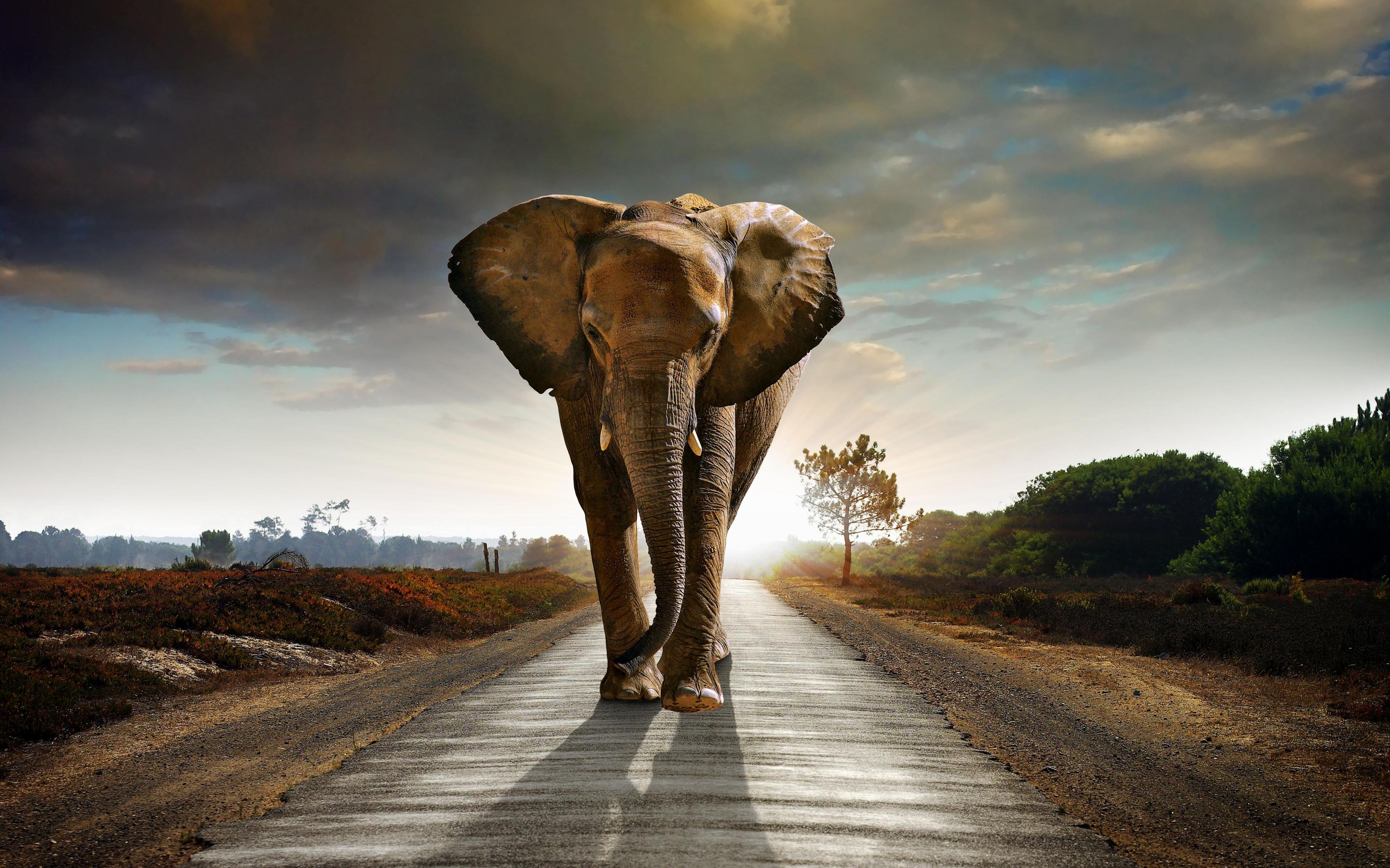 Wallpapers Elephant Wallpaper Cave