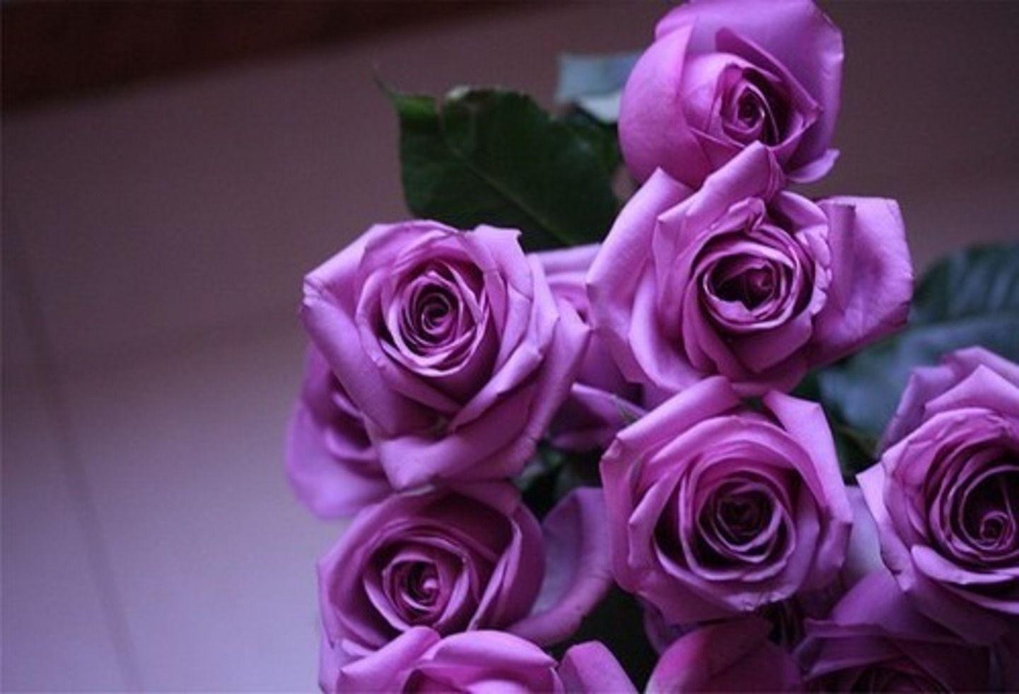 Purple Rose Flower Wallpapers Wallpaper Cave