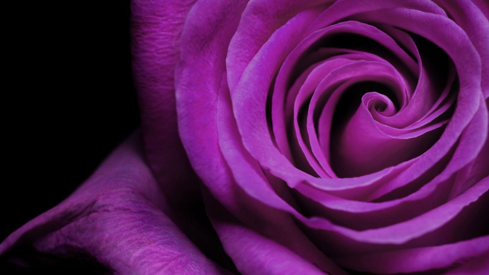 Purple Rose Flower Wallpapers Wallpaper Cave