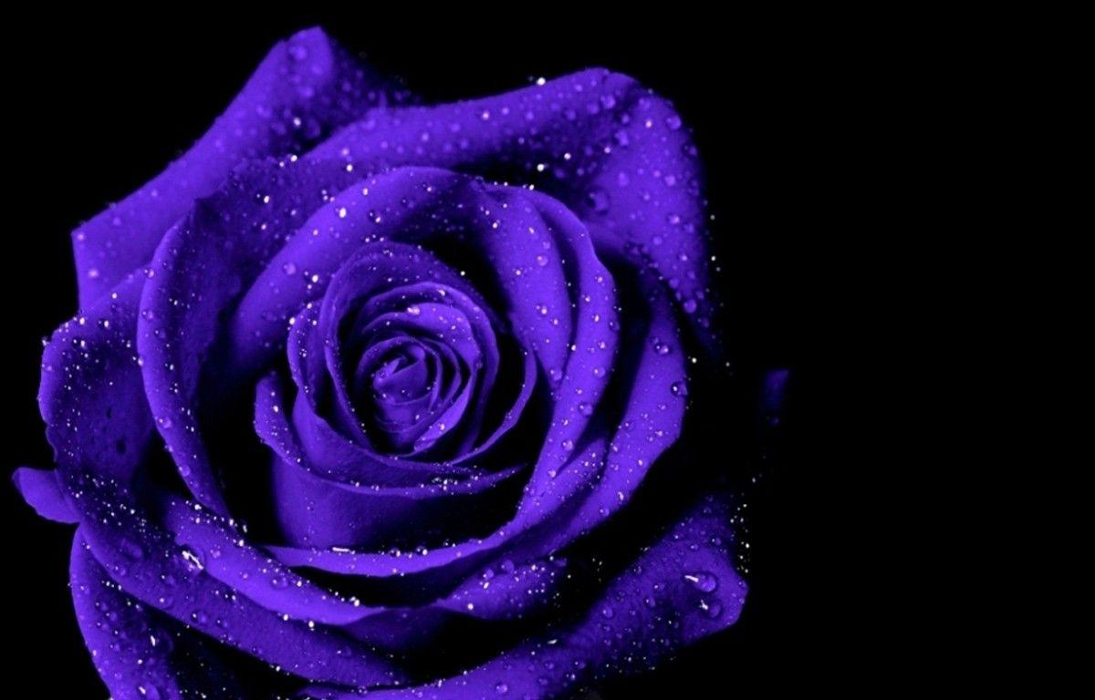 Purple Rose Flower Wallpapers Wallpaper Cave