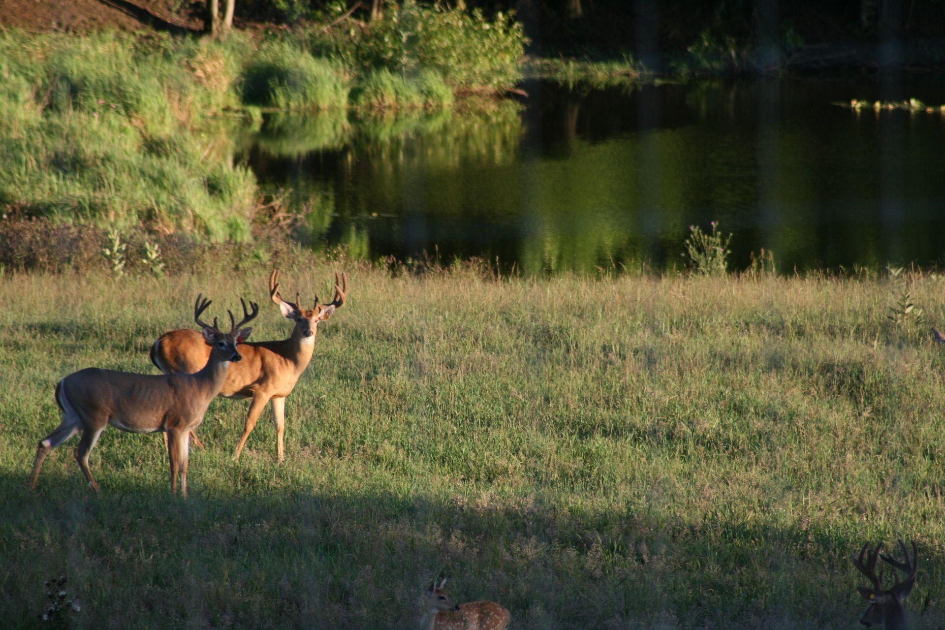 Hunting Backgrounds Wallpaper Cave