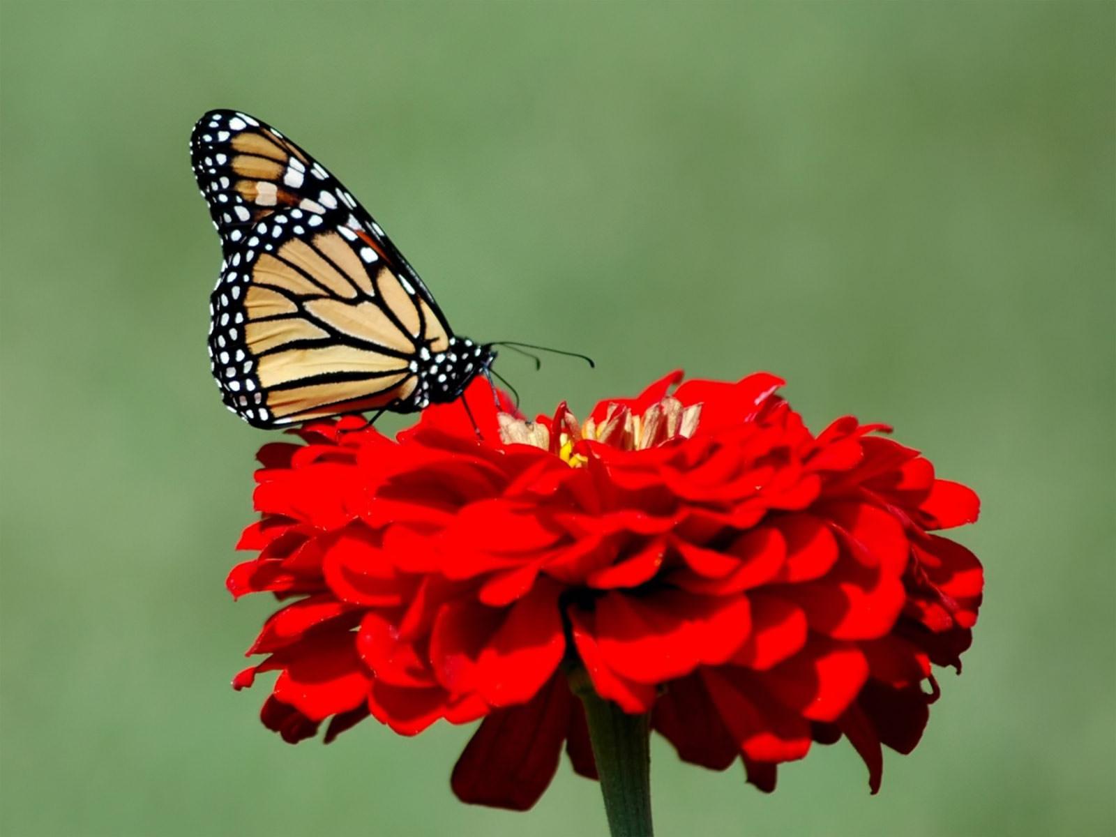 Red Butterfly HD Wallpapers Wallpaper Cave