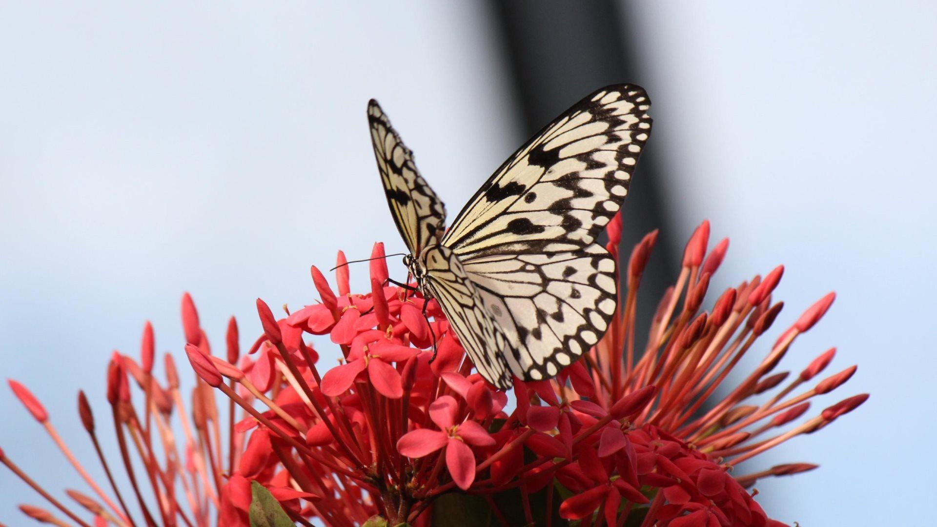 Red Butterfly HD Wallpapers Wallpaper Cave