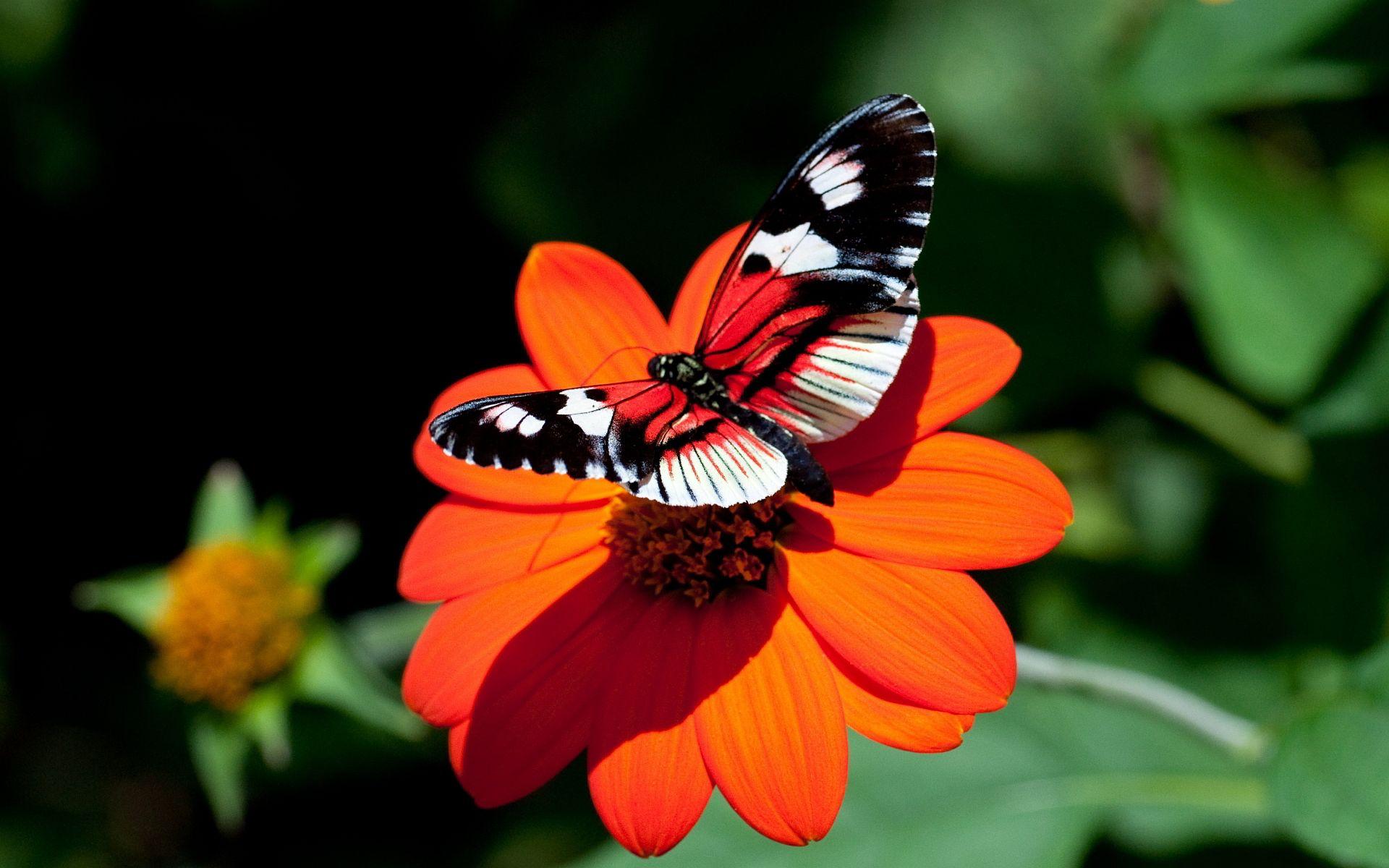 Red Butterfly HD Wallpapers Wallpaper Cave