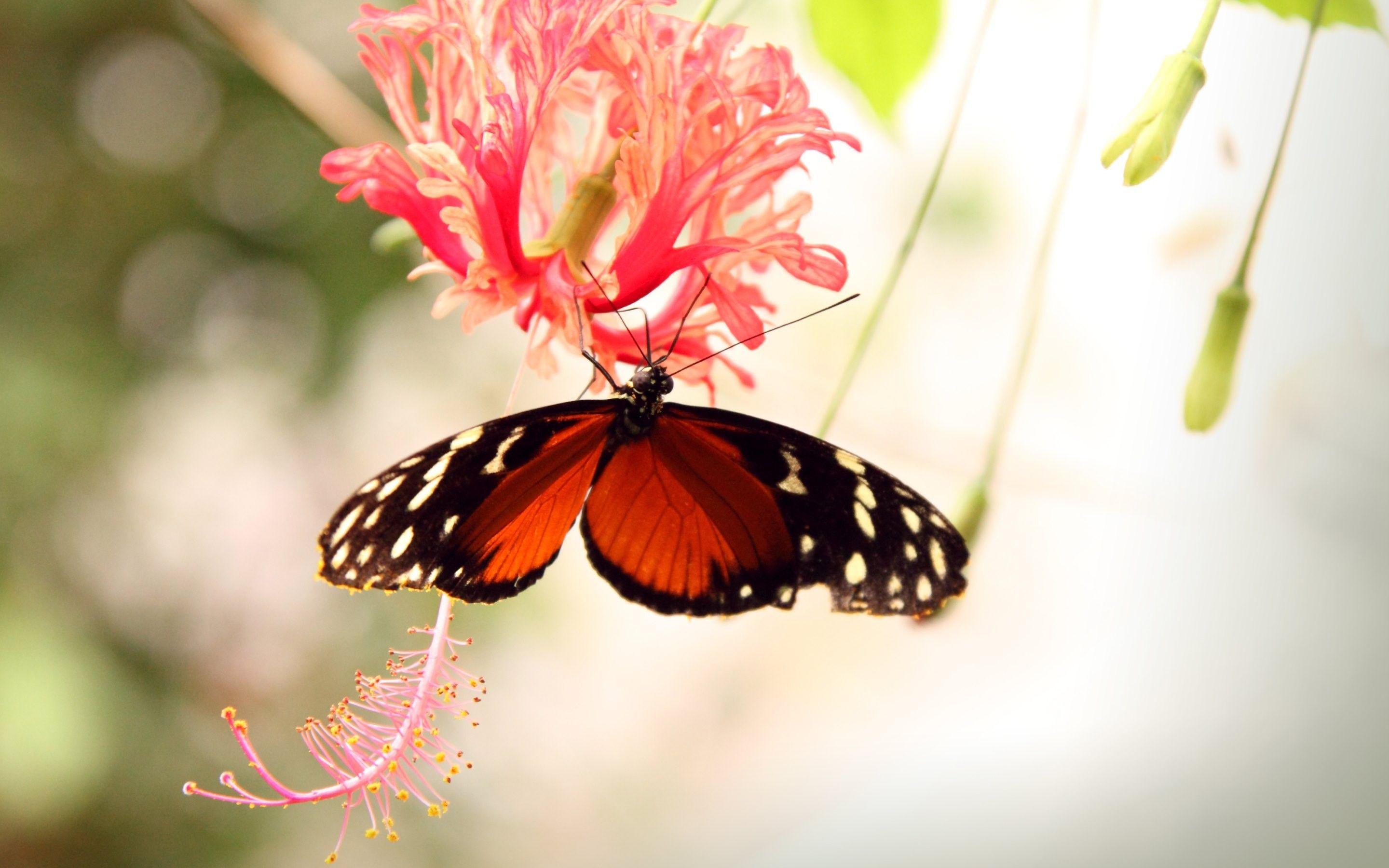 Red Butterfly HD Wallpapers Wallpaper Cave