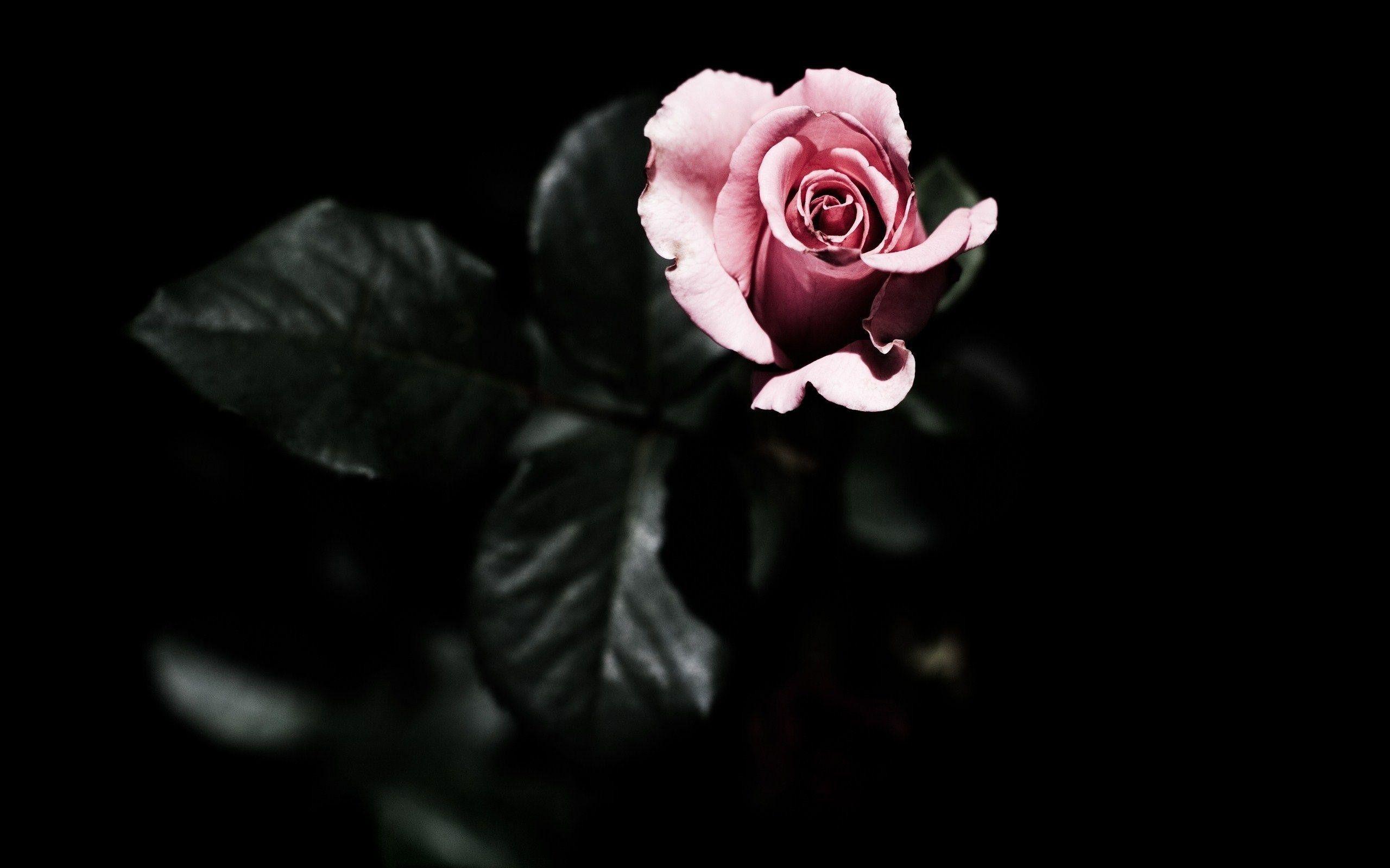 Wallpapers Dark Flower Wallpaper Cave