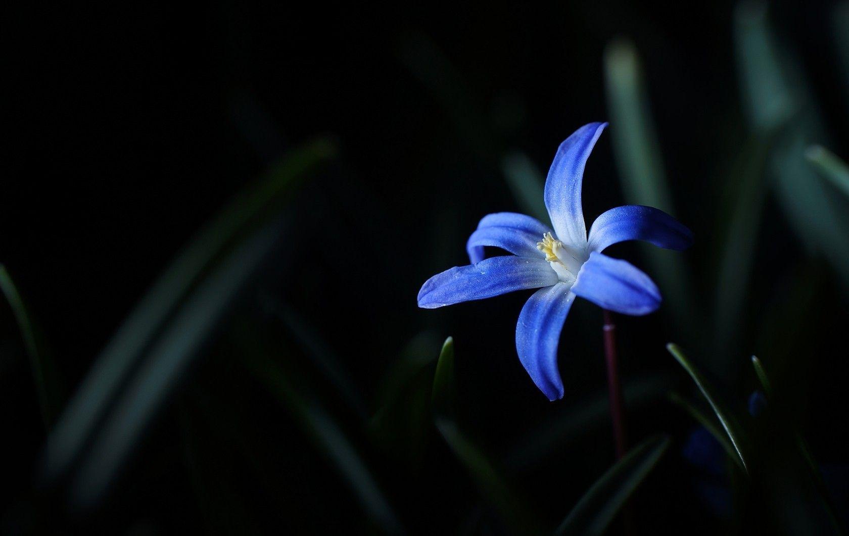 Wallpapers Dark Flower Wallpaper Cave