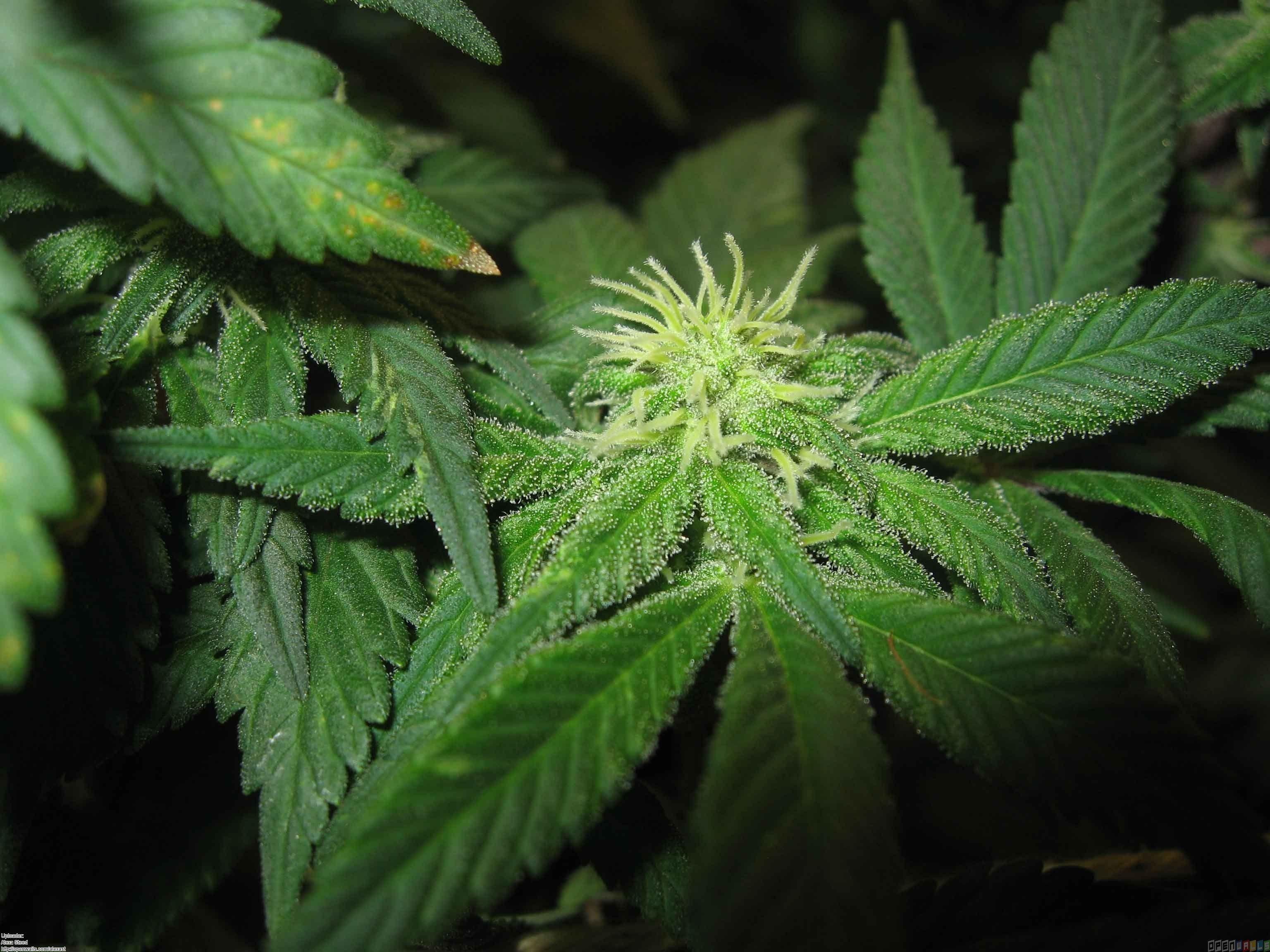 Weed Plants Wallpapers Wallpaper Cave
