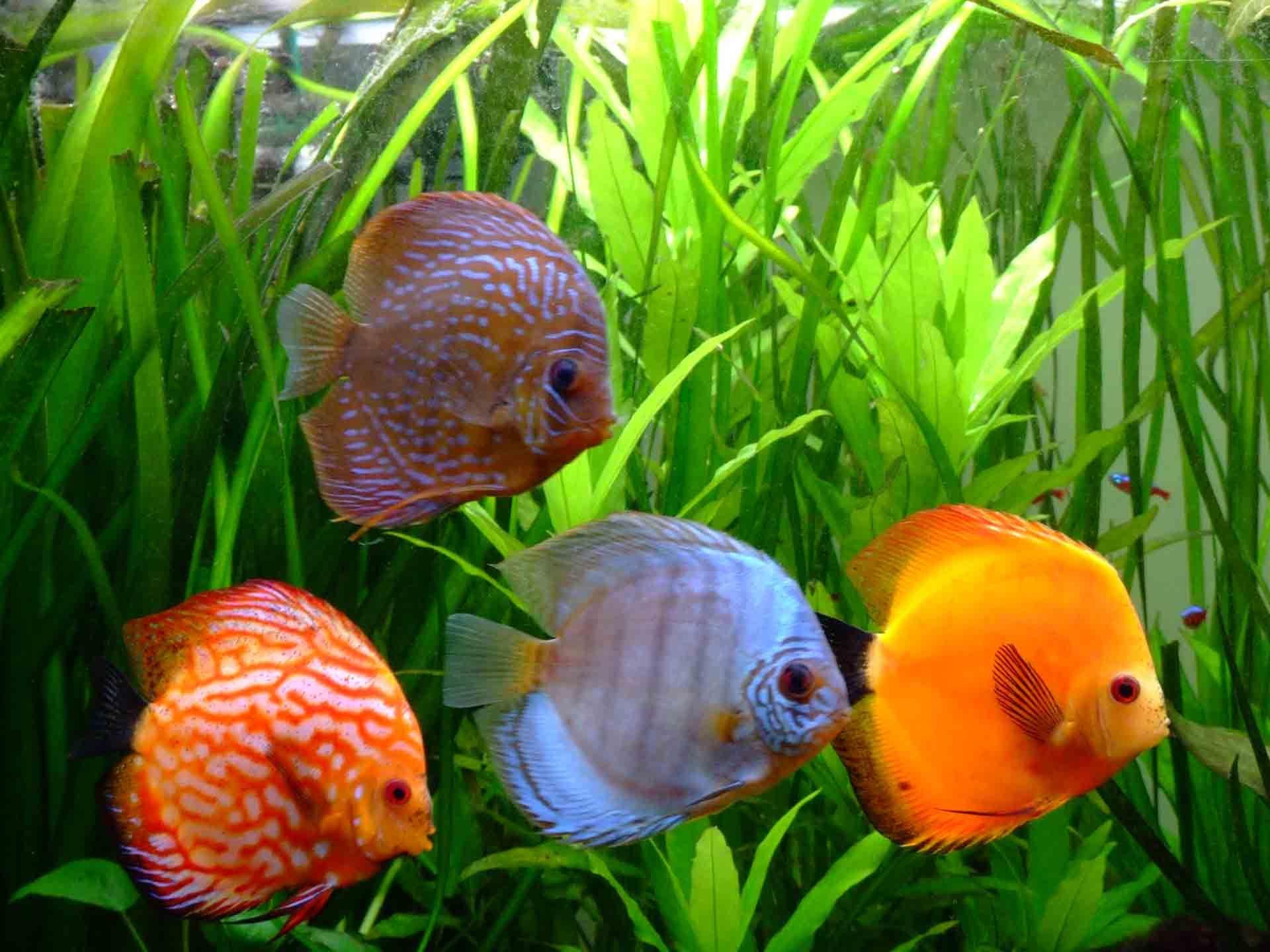Discus Fish Wallpapers HD Wallpaper Cave