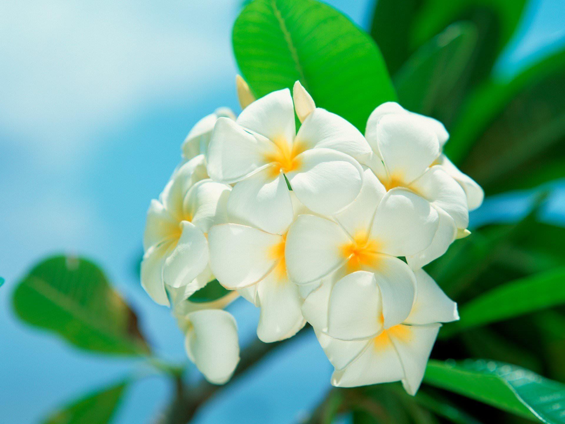Frangipani Wallpapers Free Wallpaper Cave