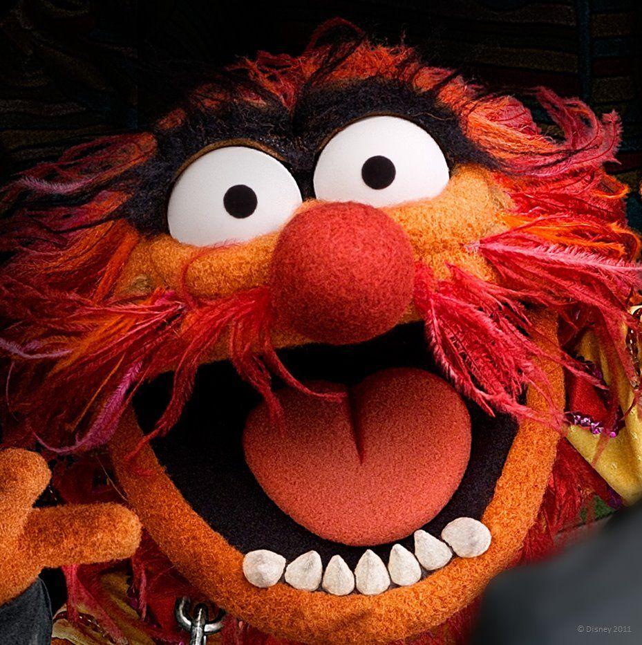 Animal Muppets Wallpapers Wallpaper Cave