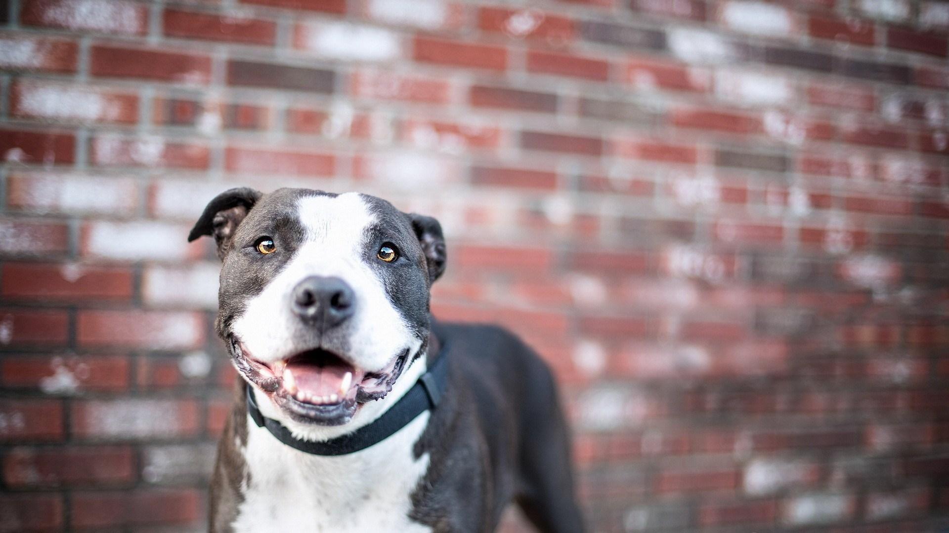 Wallpapers Von Pitbull Germany Wallpaper Cave