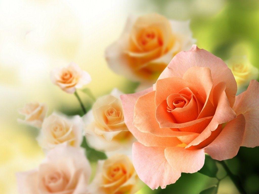 Lovely Flowers Wallpapers Wallpaper Cave