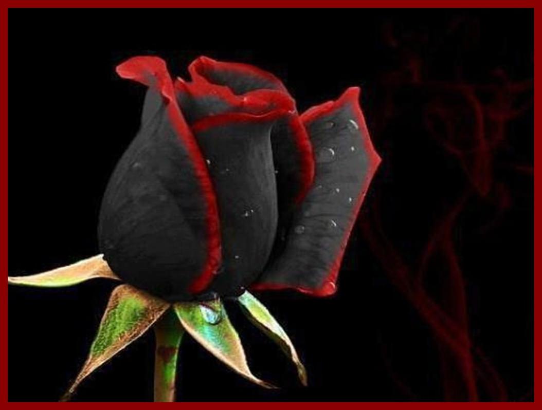 Red And Black Rose Wallpapers Wallpaper Cave