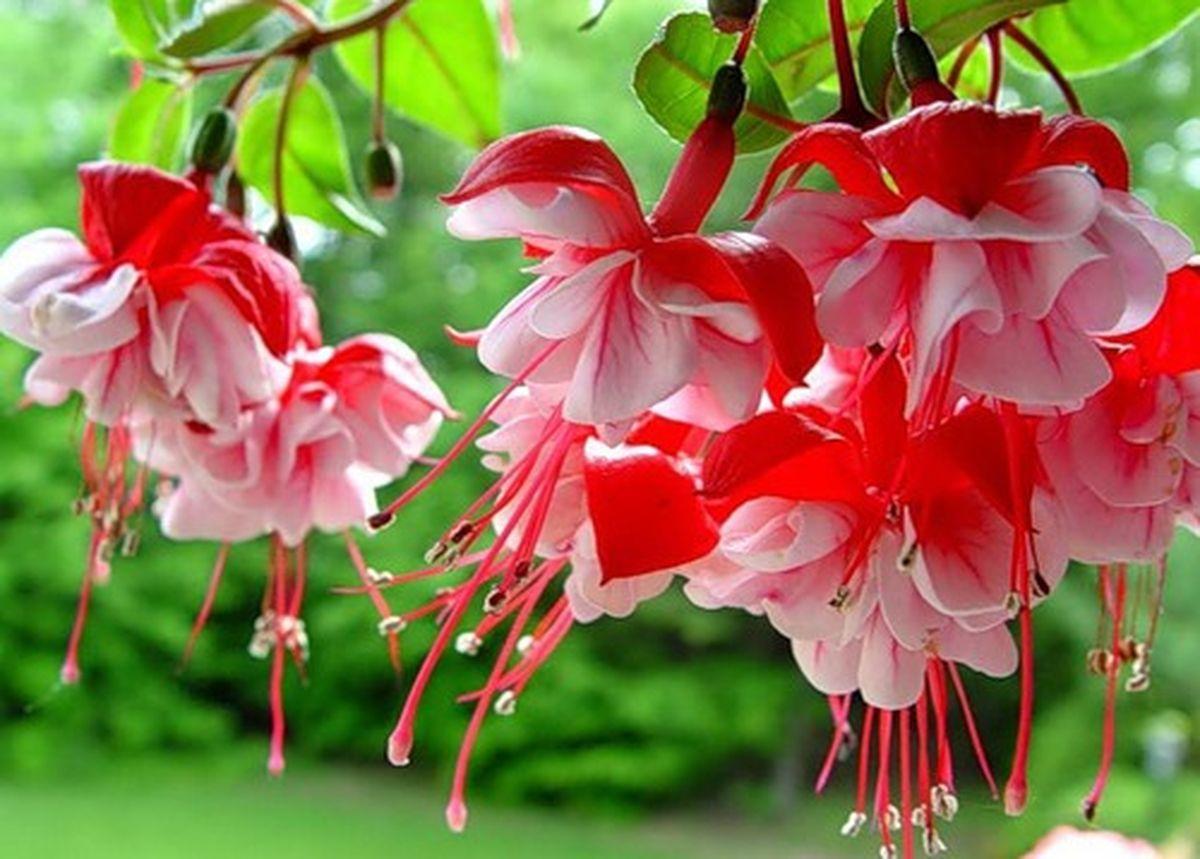Fuchsia Flower Backgrounds Wallpaper Cave