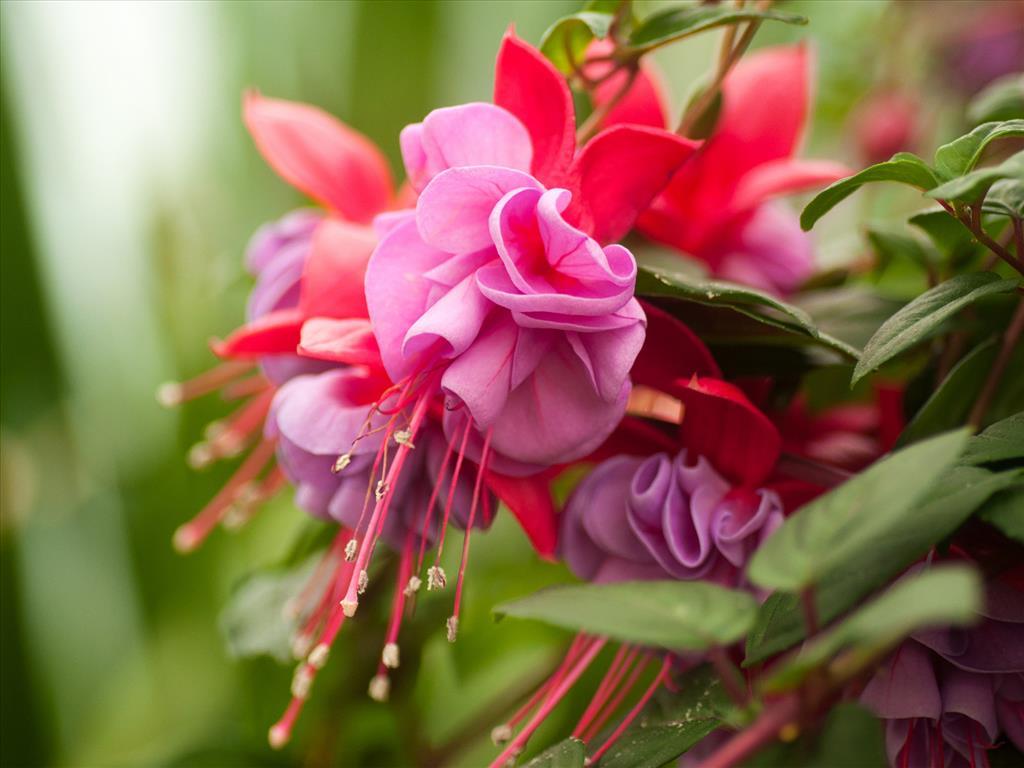 Fuchsia Flower Backgrounds Wallpaper Cave