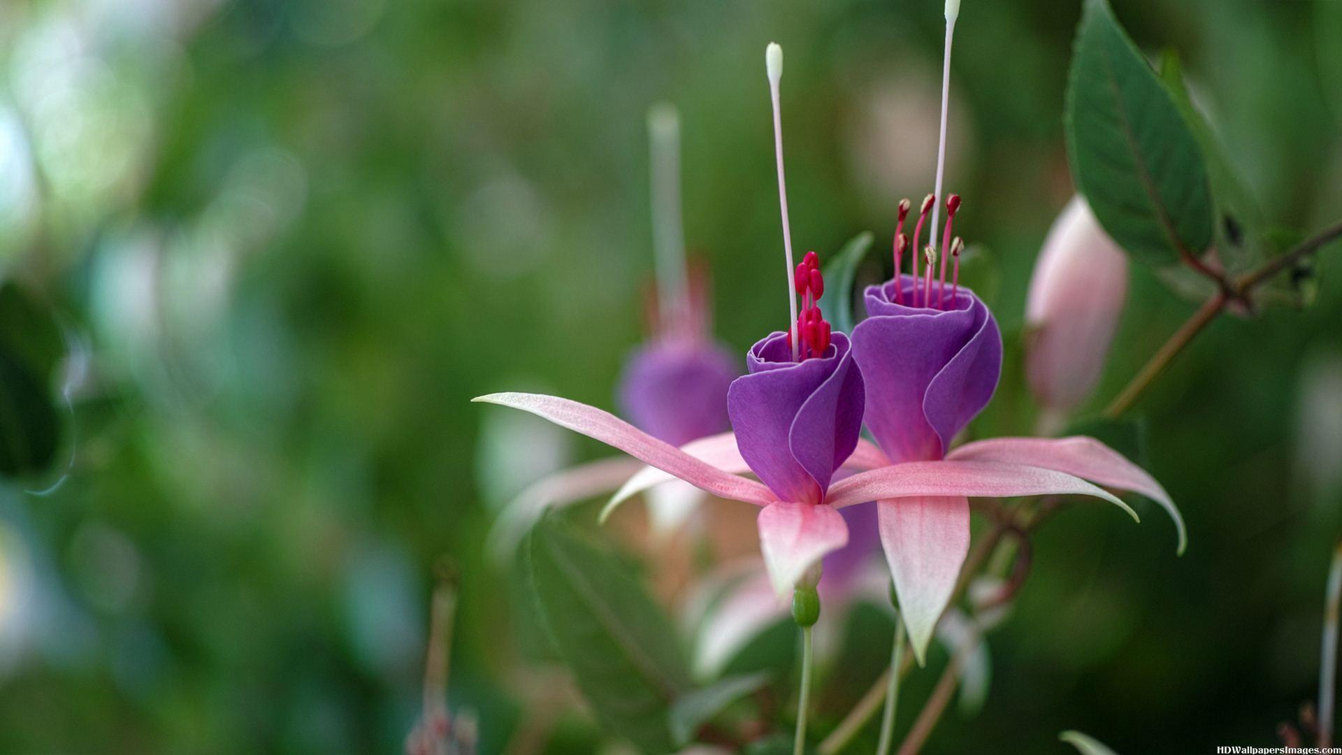 Fuchsia Flower Backgrounds Wallpaper Cave