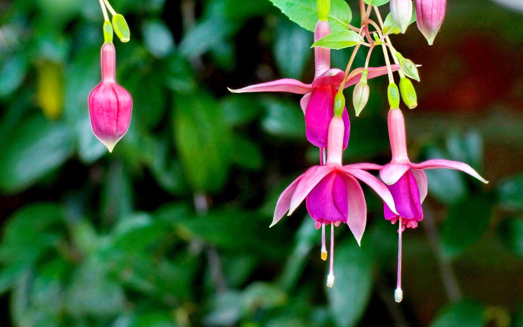 Fuchsia Flower Backgrounds Wallpaper Cave